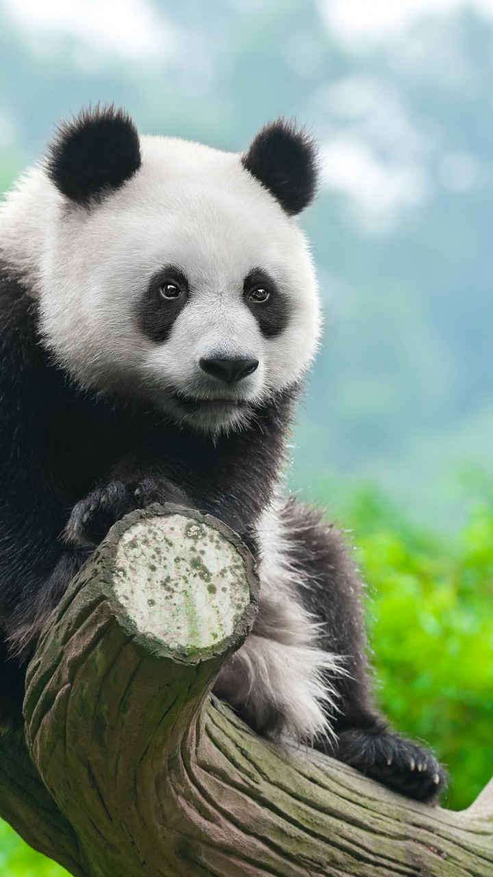 Panda Hd Wallpapers