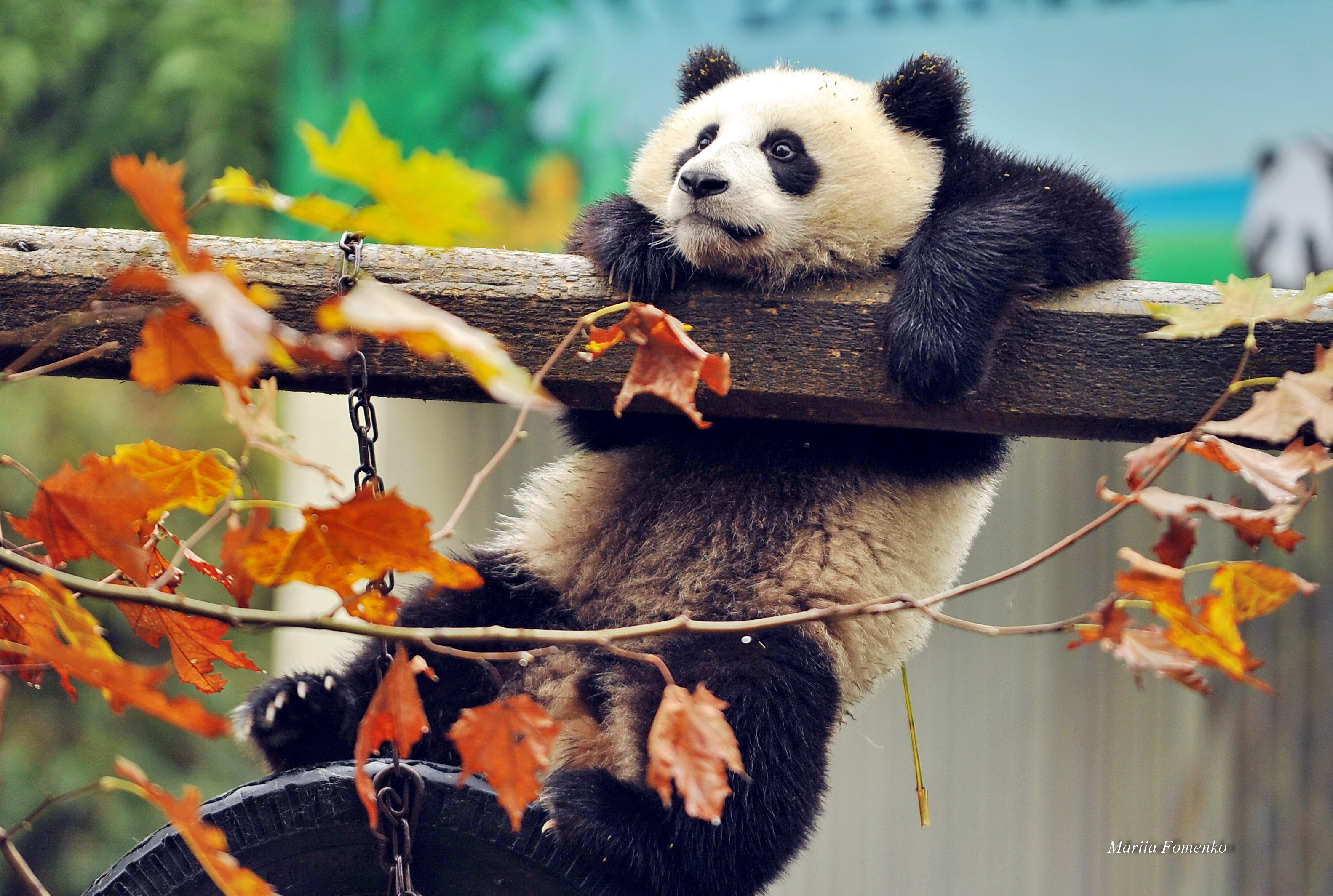 Panda Hd Wallpapers