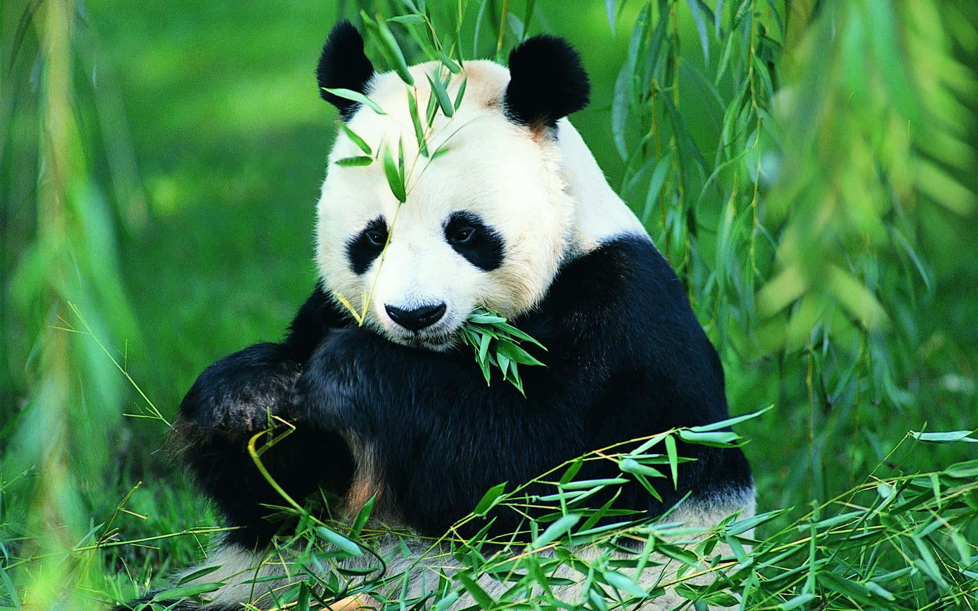 Panda Hd Wallpapers