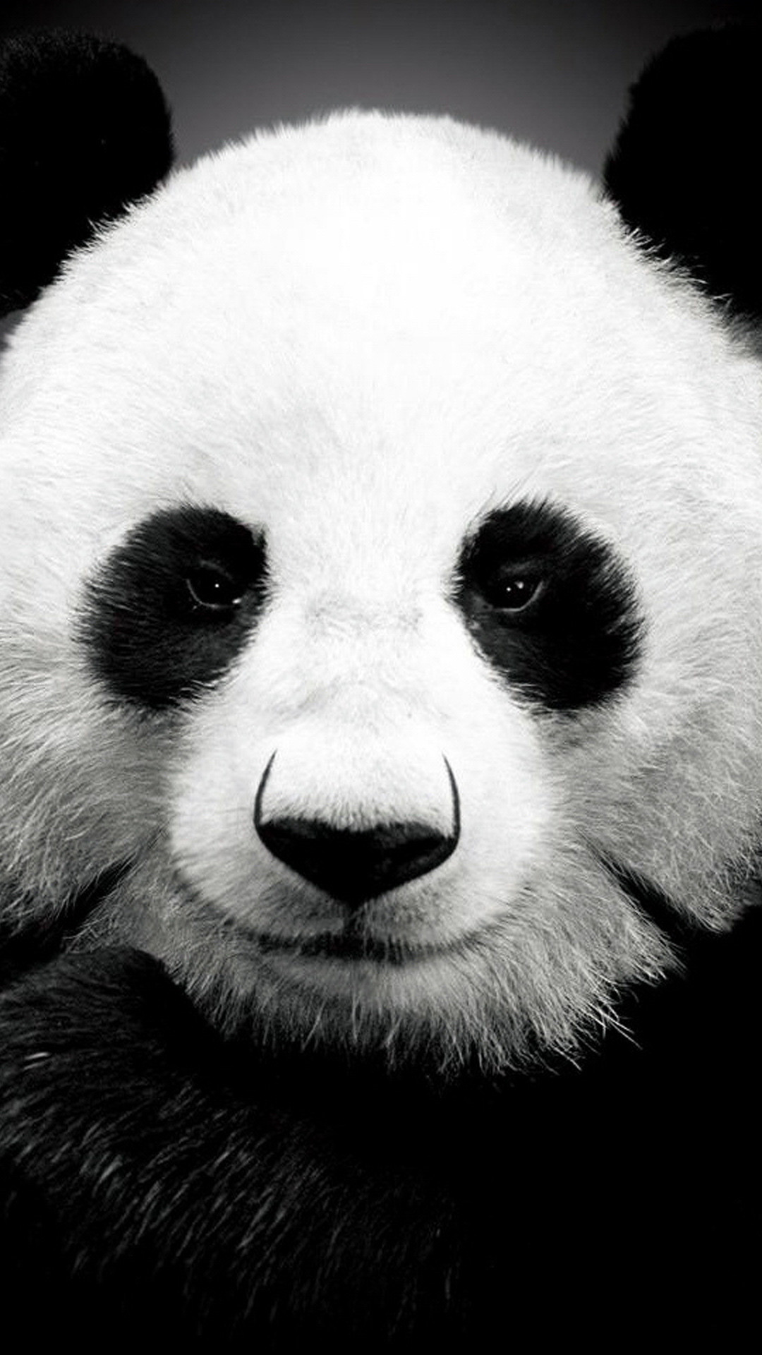 Panda Hd Wallpapers