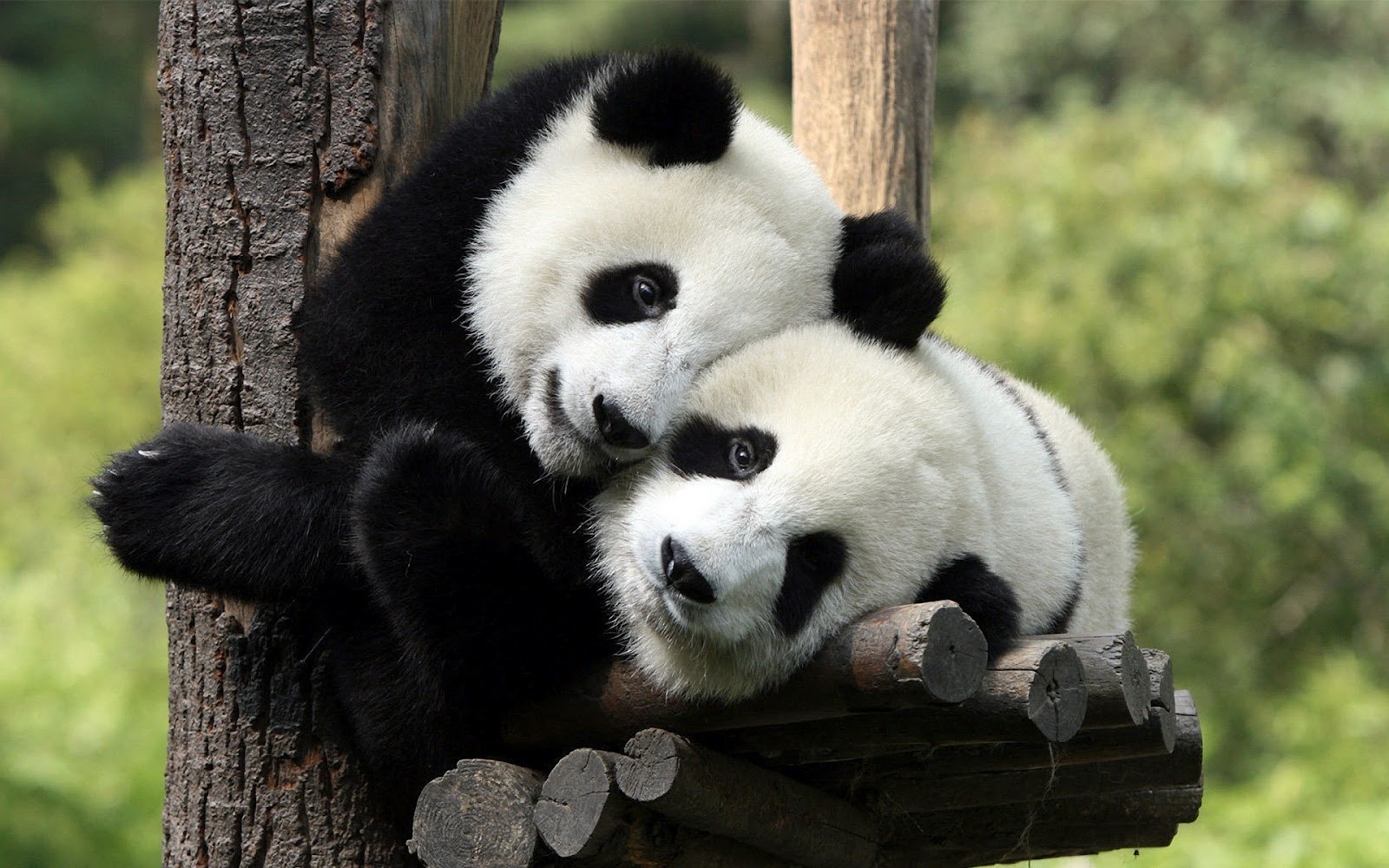 Panda Hd Wallpapers