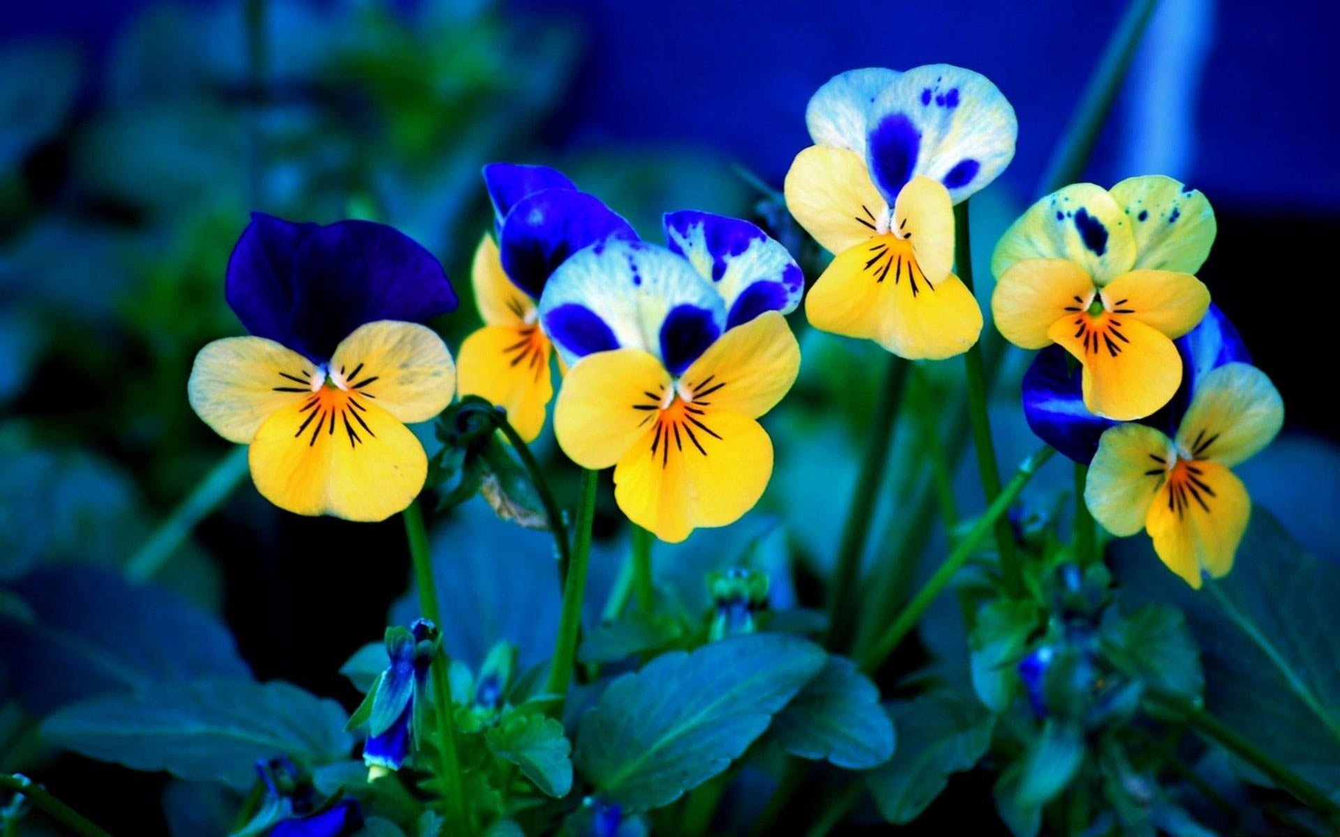 Pansy Wallpapers