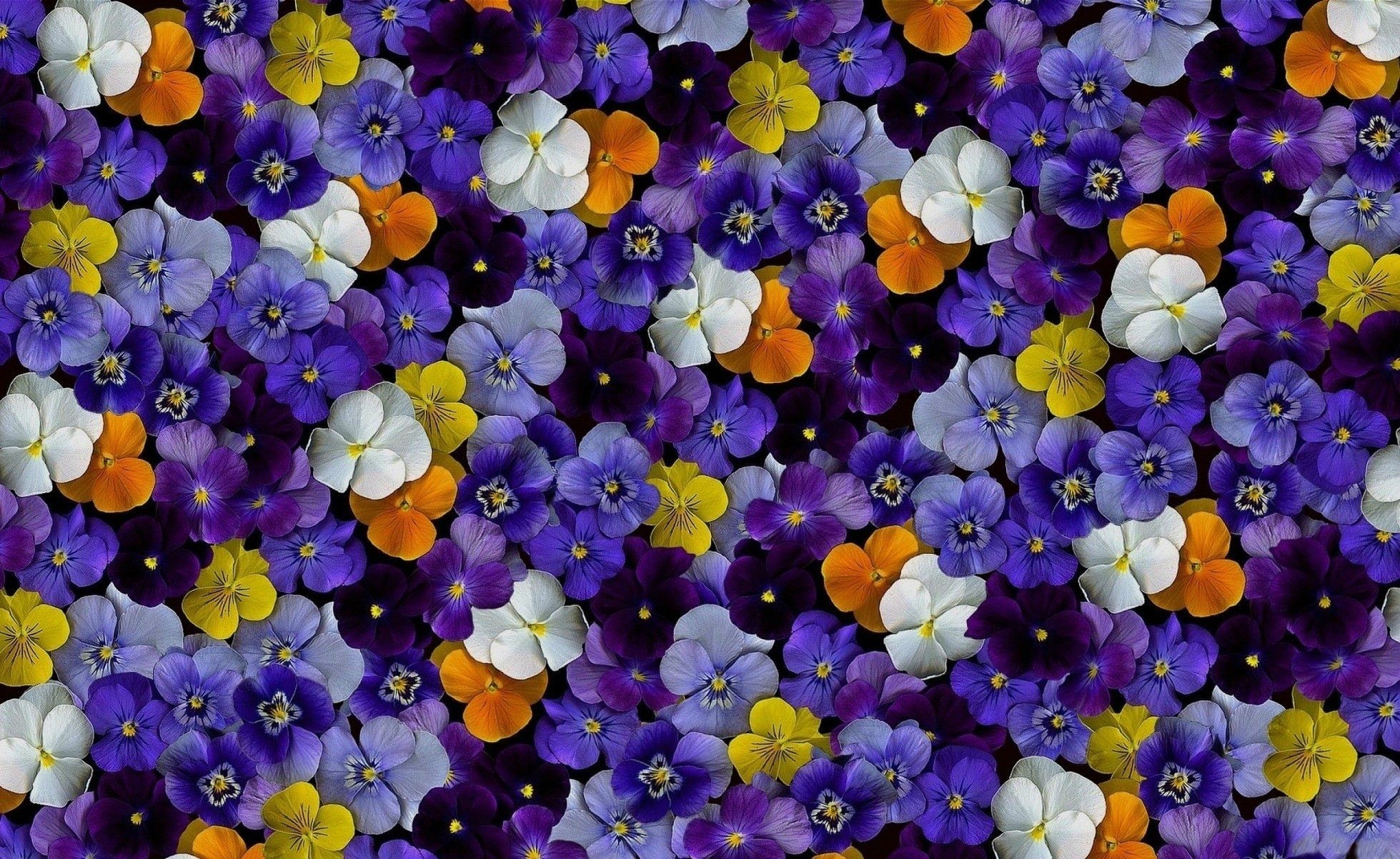 Pansy Wallpapers