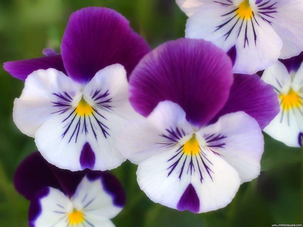 Pansy Wallpapers