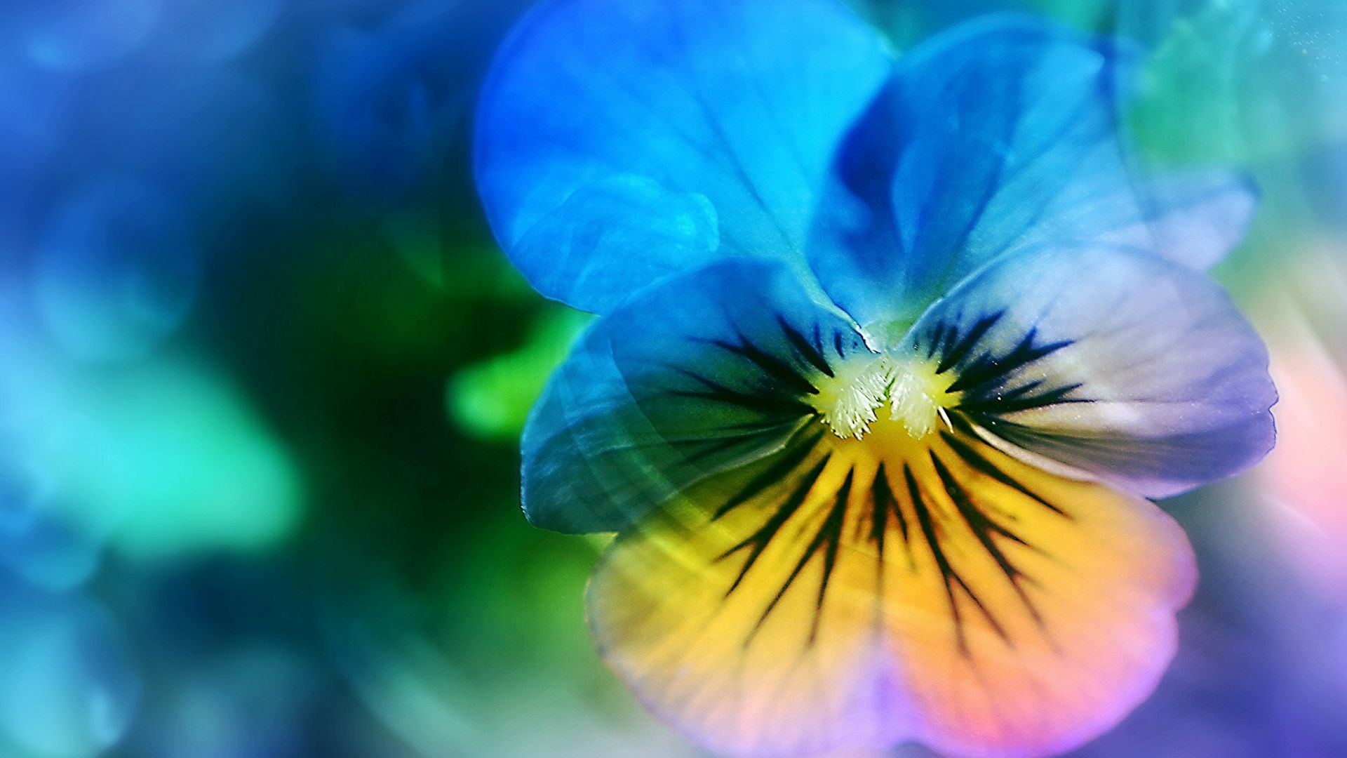 Pansy Wallpapers