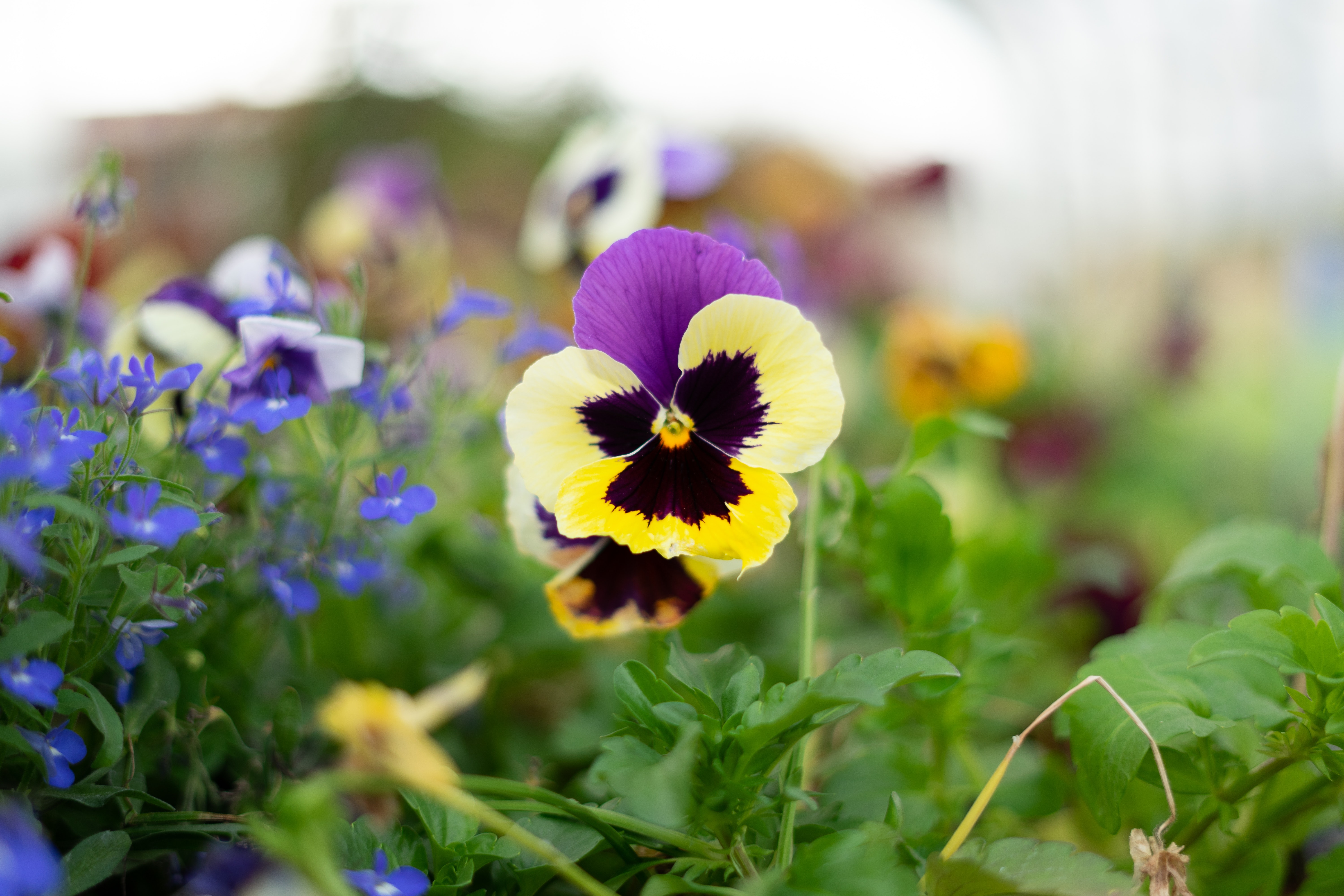 Pansy Wallpapers