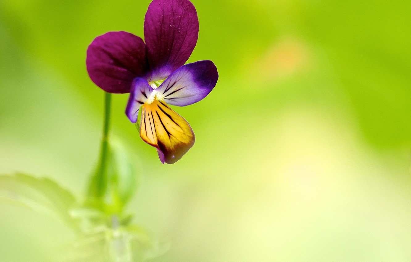 Pansy Wallpapers