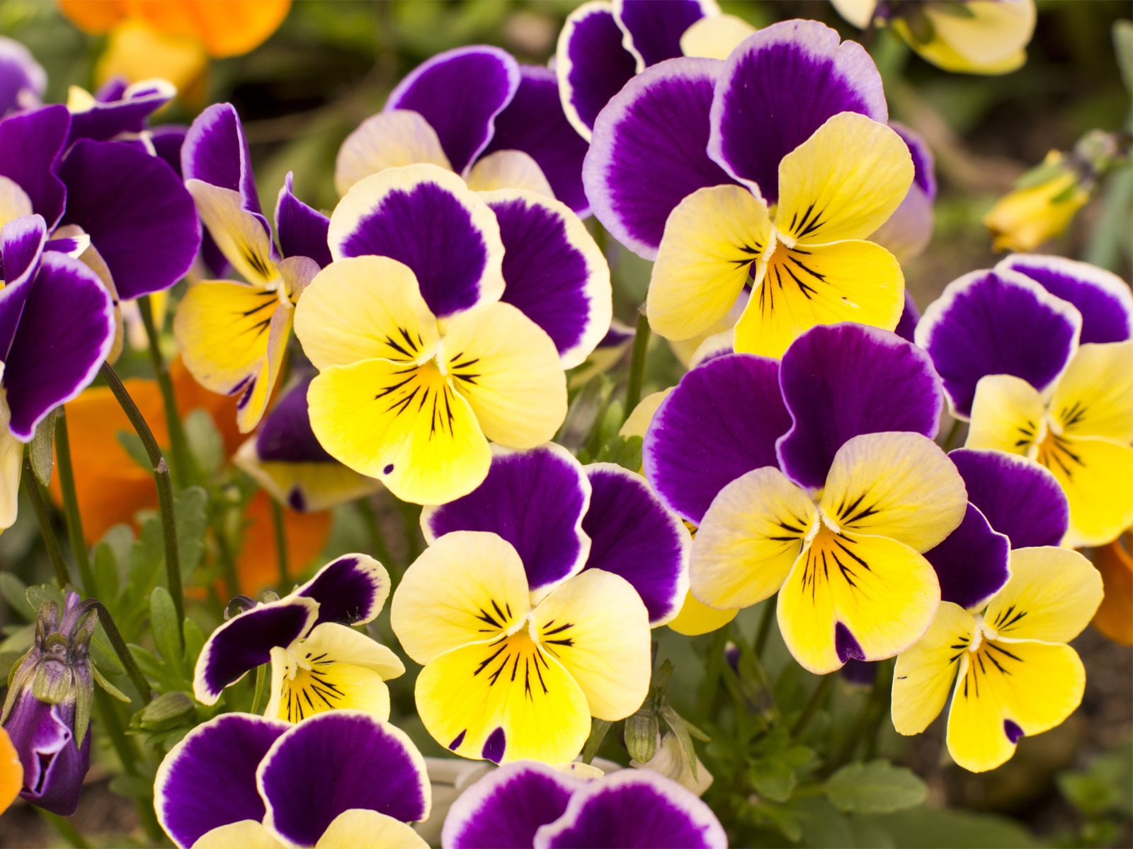 Pansy Wallpapers