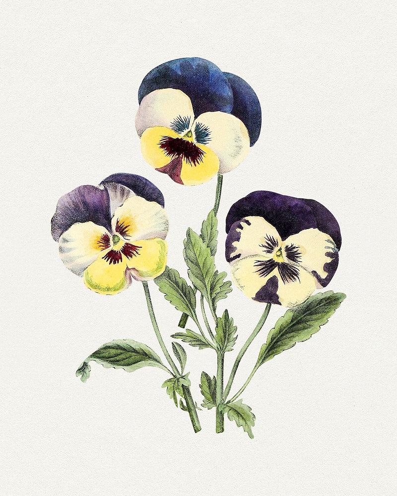 Pansy Wallpapers