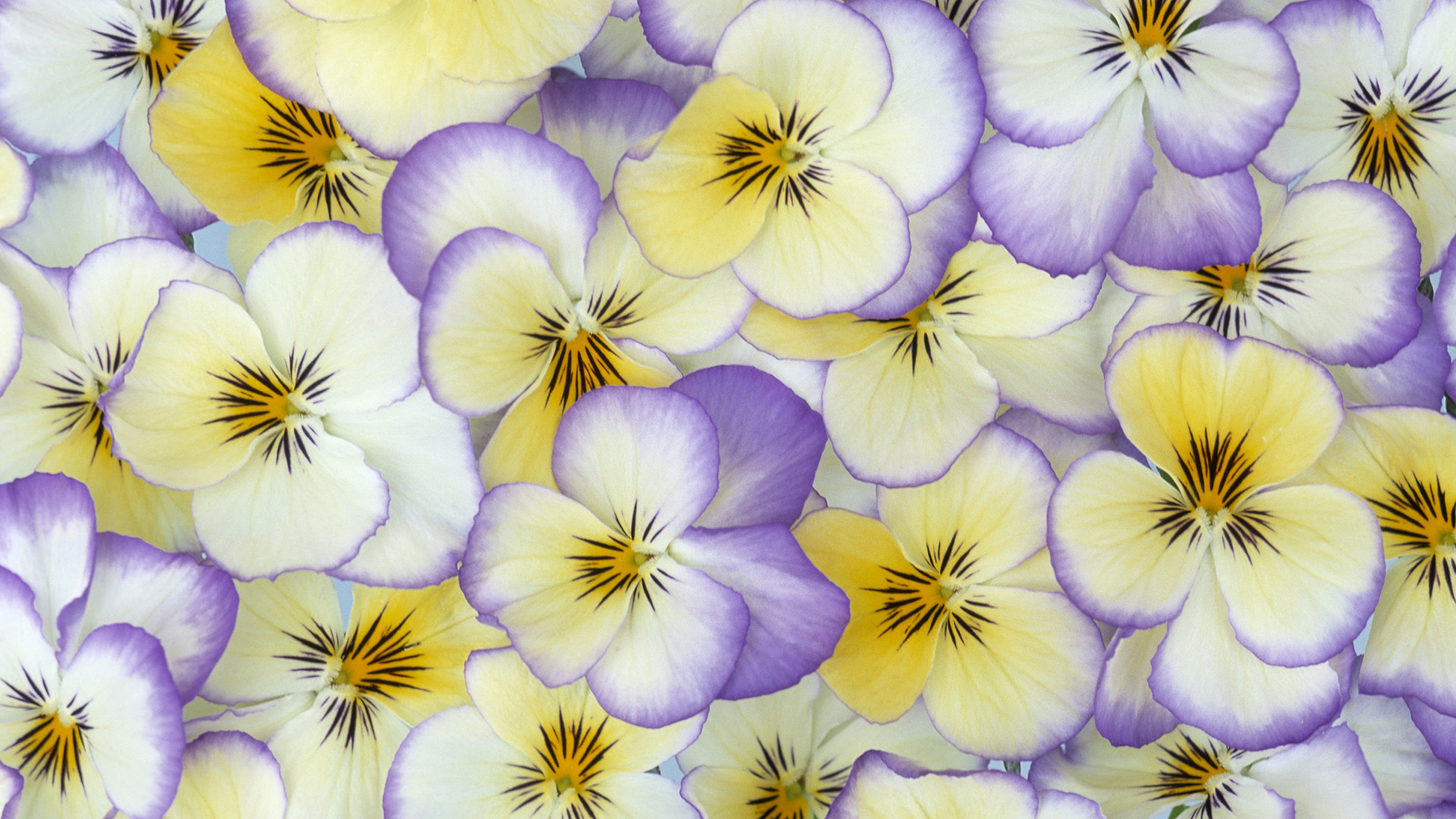 Pansy Wallpapers