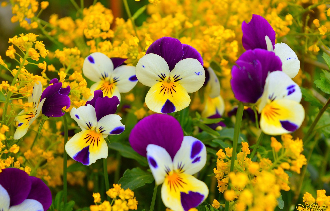 Pansy Wallpapers