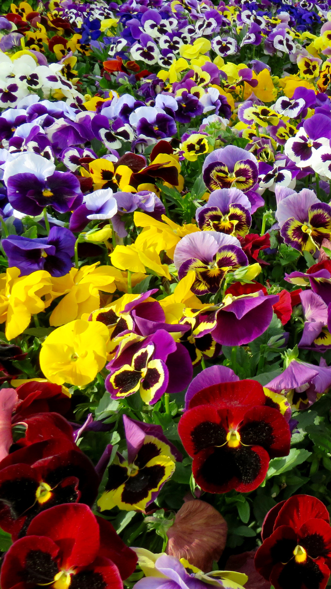 Pansy Wallpapers