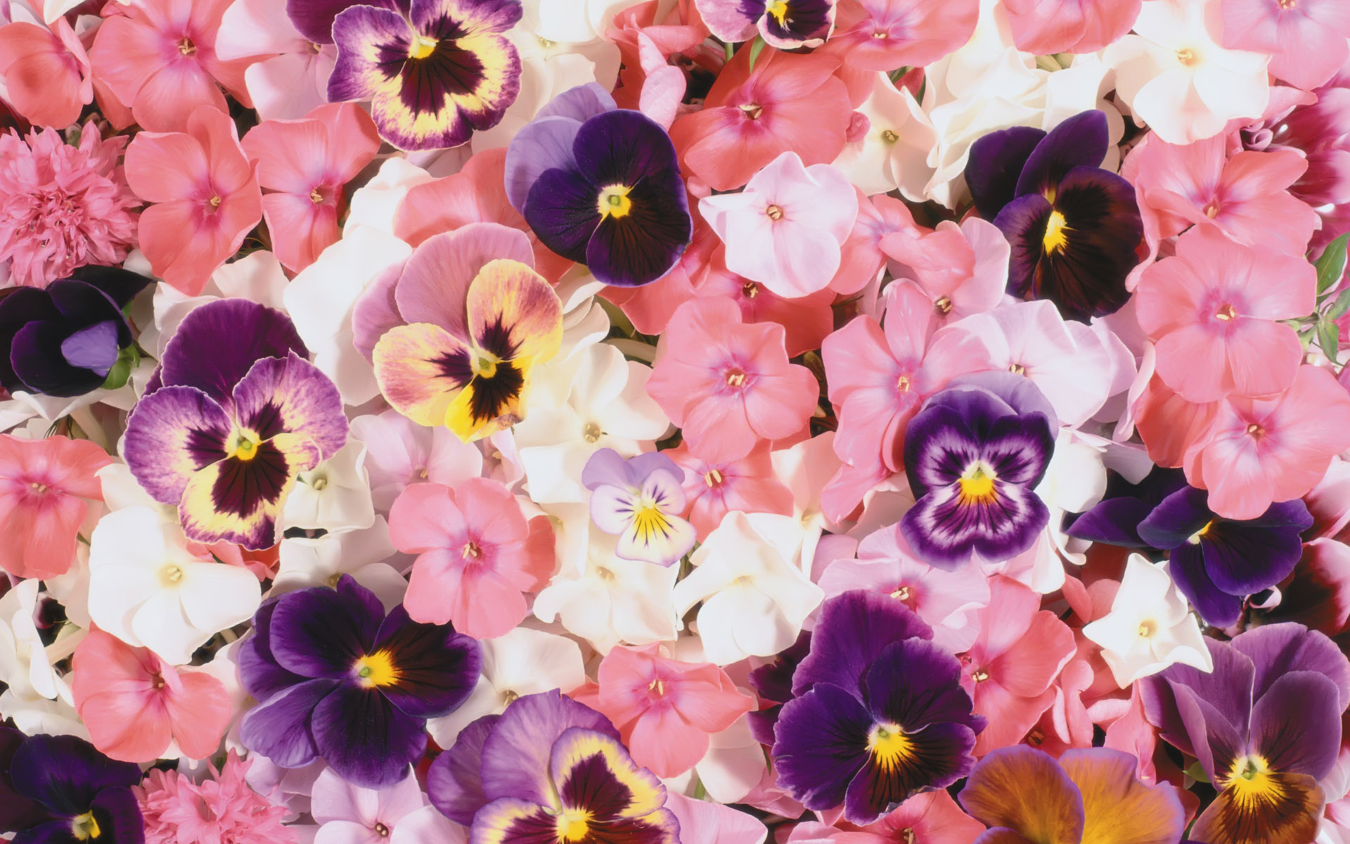 Pansy Wallpapers