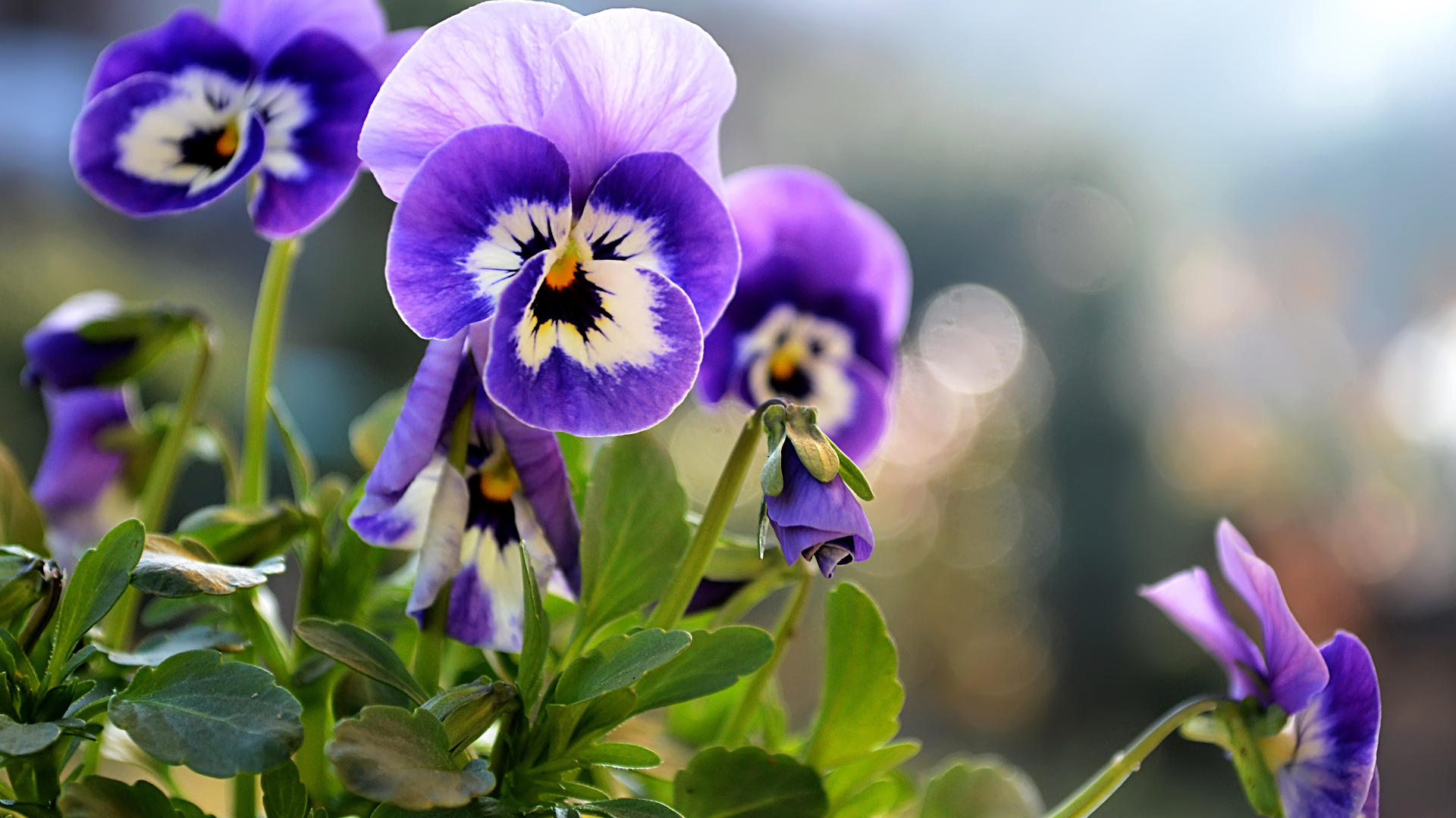 Pansy Wallpapers