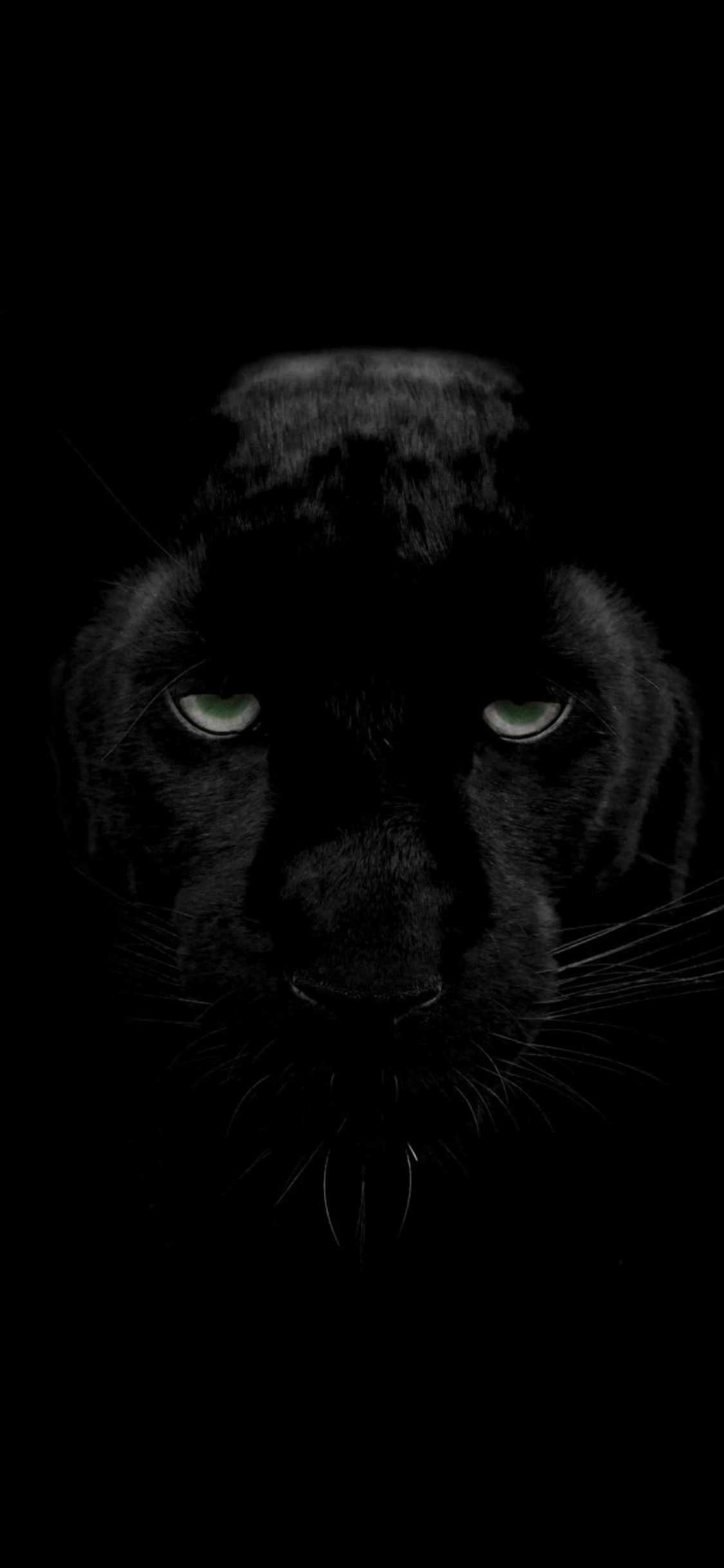 Panther Iphone Wallpapers