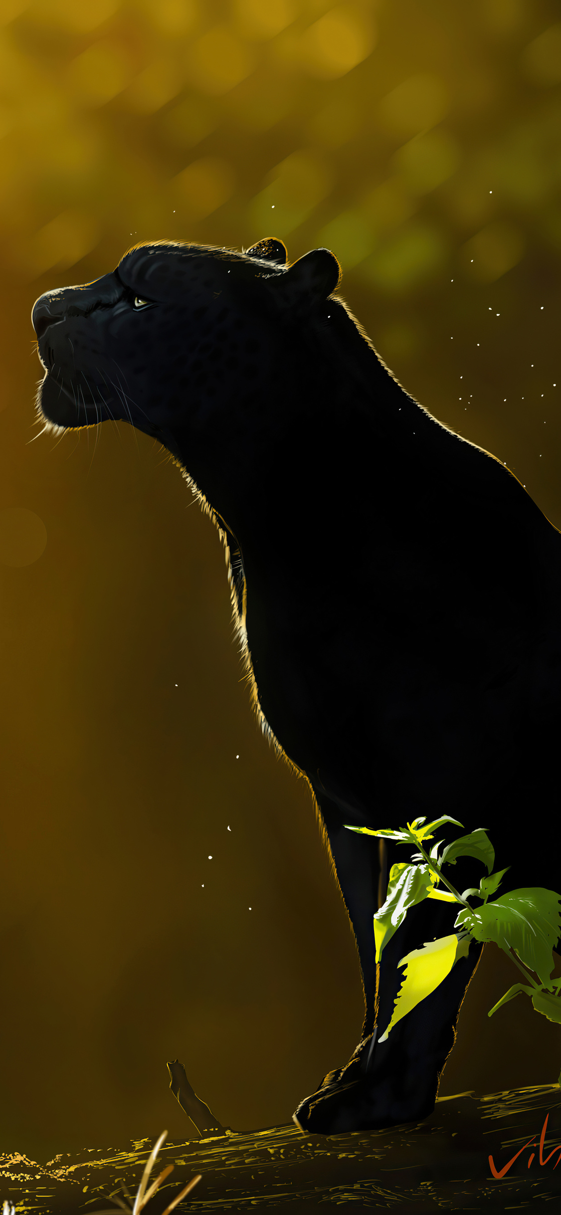 Panther Iphone Wallpapers