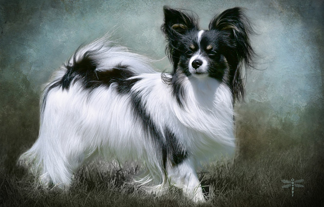 Papillon Wallpapers