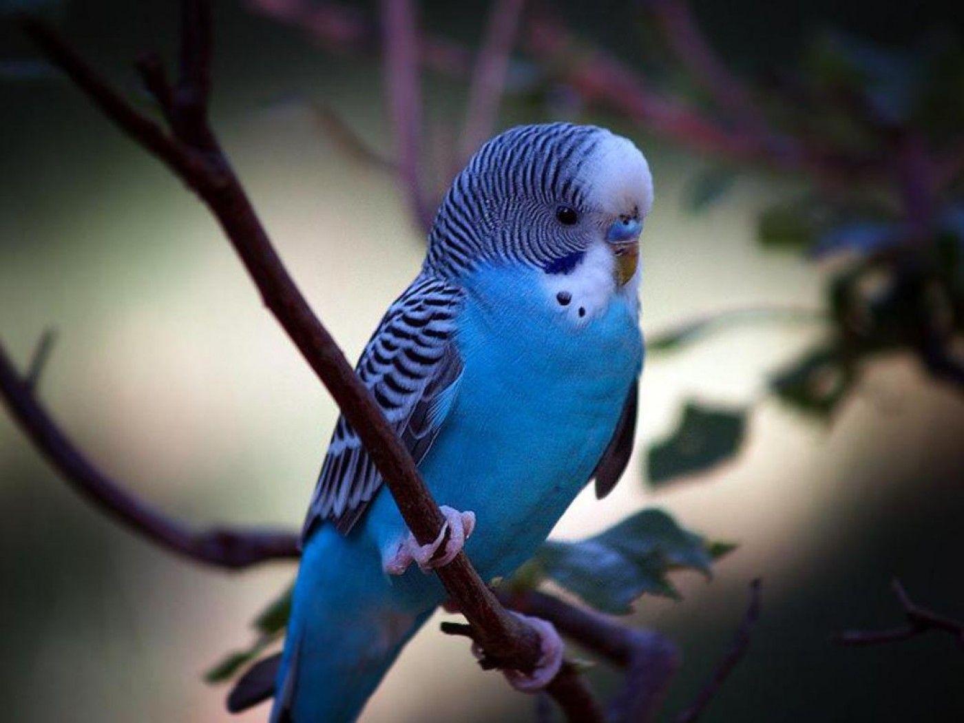 Parakeet Wallpapers