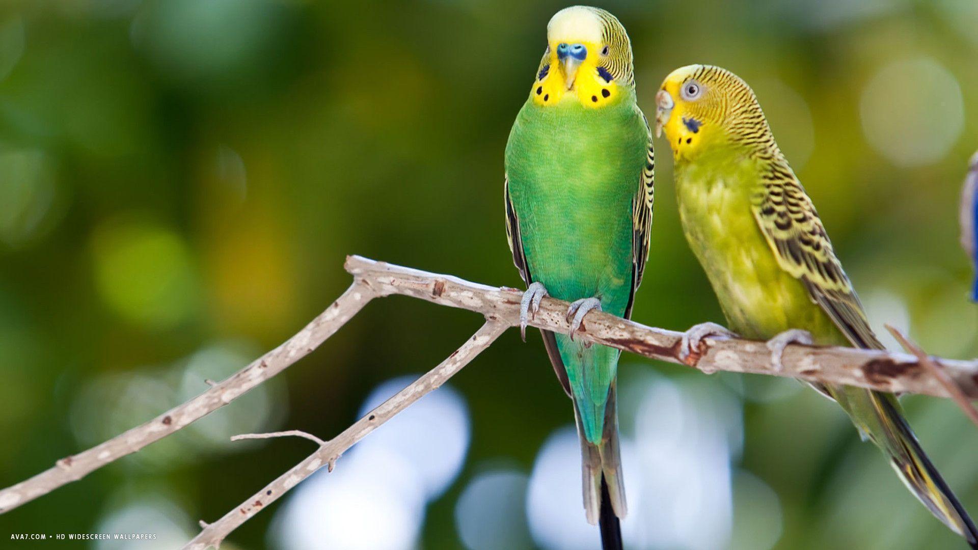 Parakeet Wallpapers