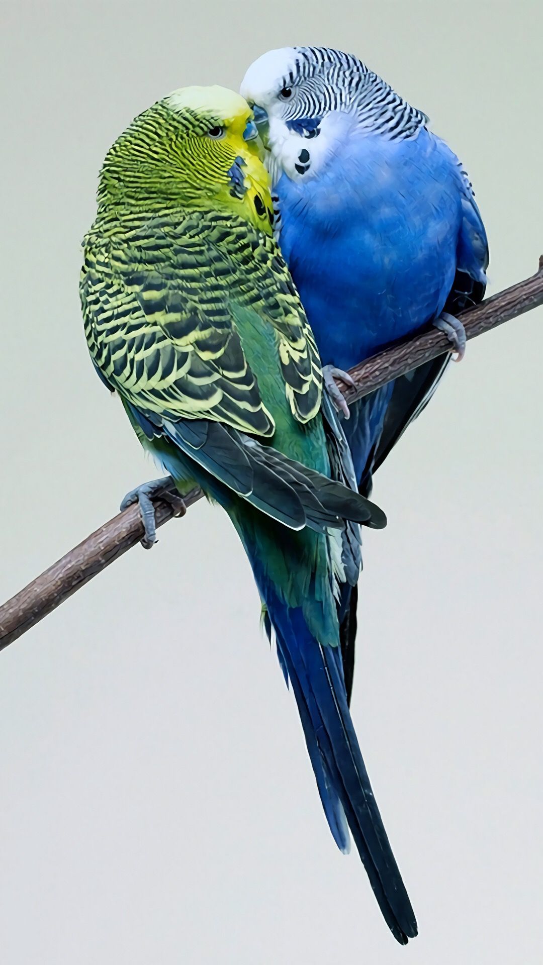 Parakeet Wallpapers