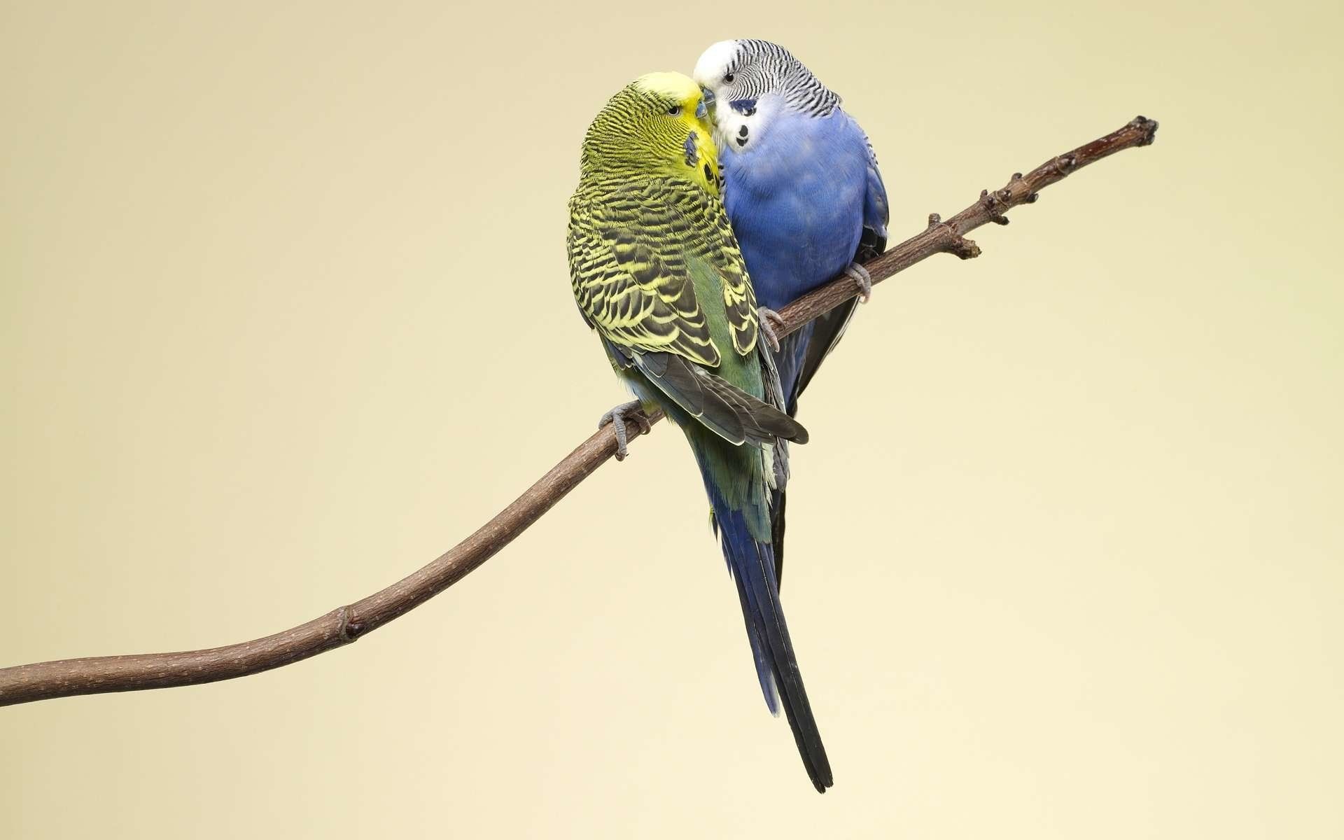 Parakeet Wallpapers