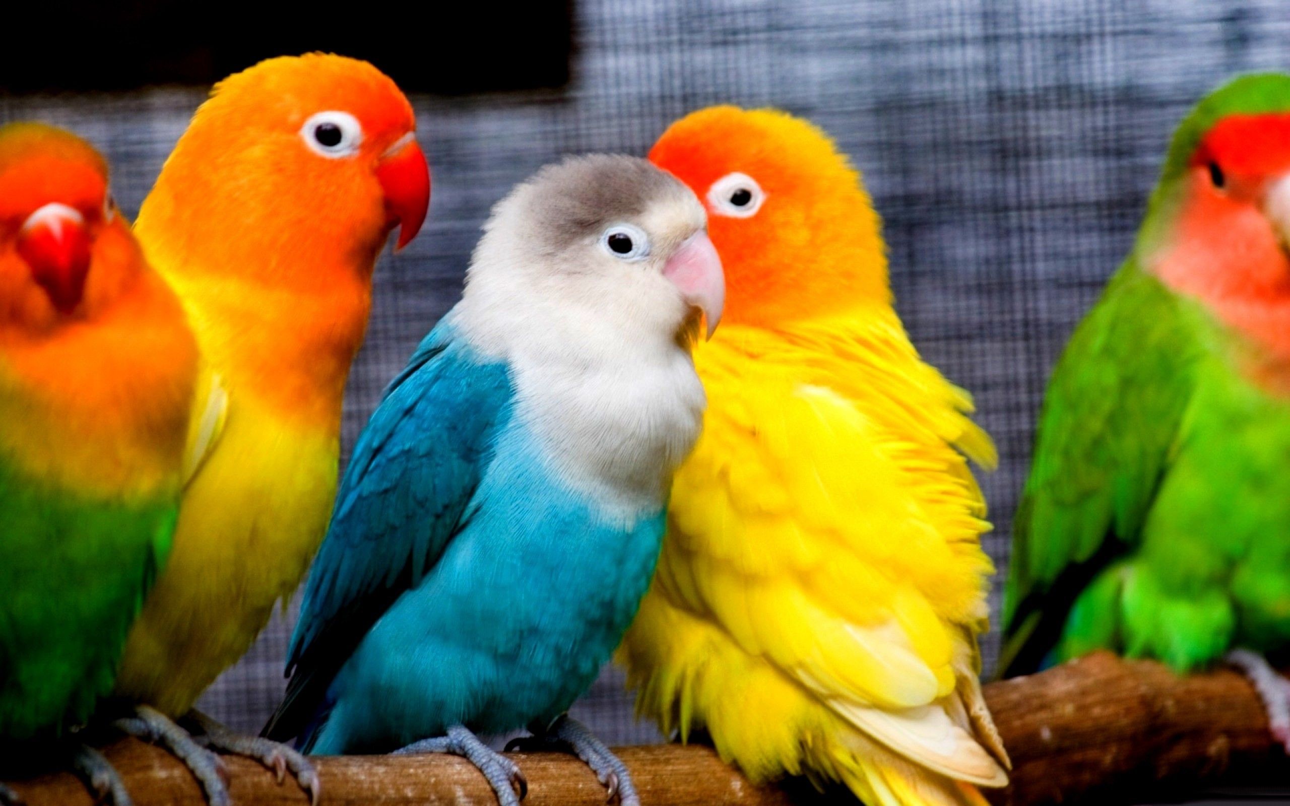 Parakeet Wallpapers