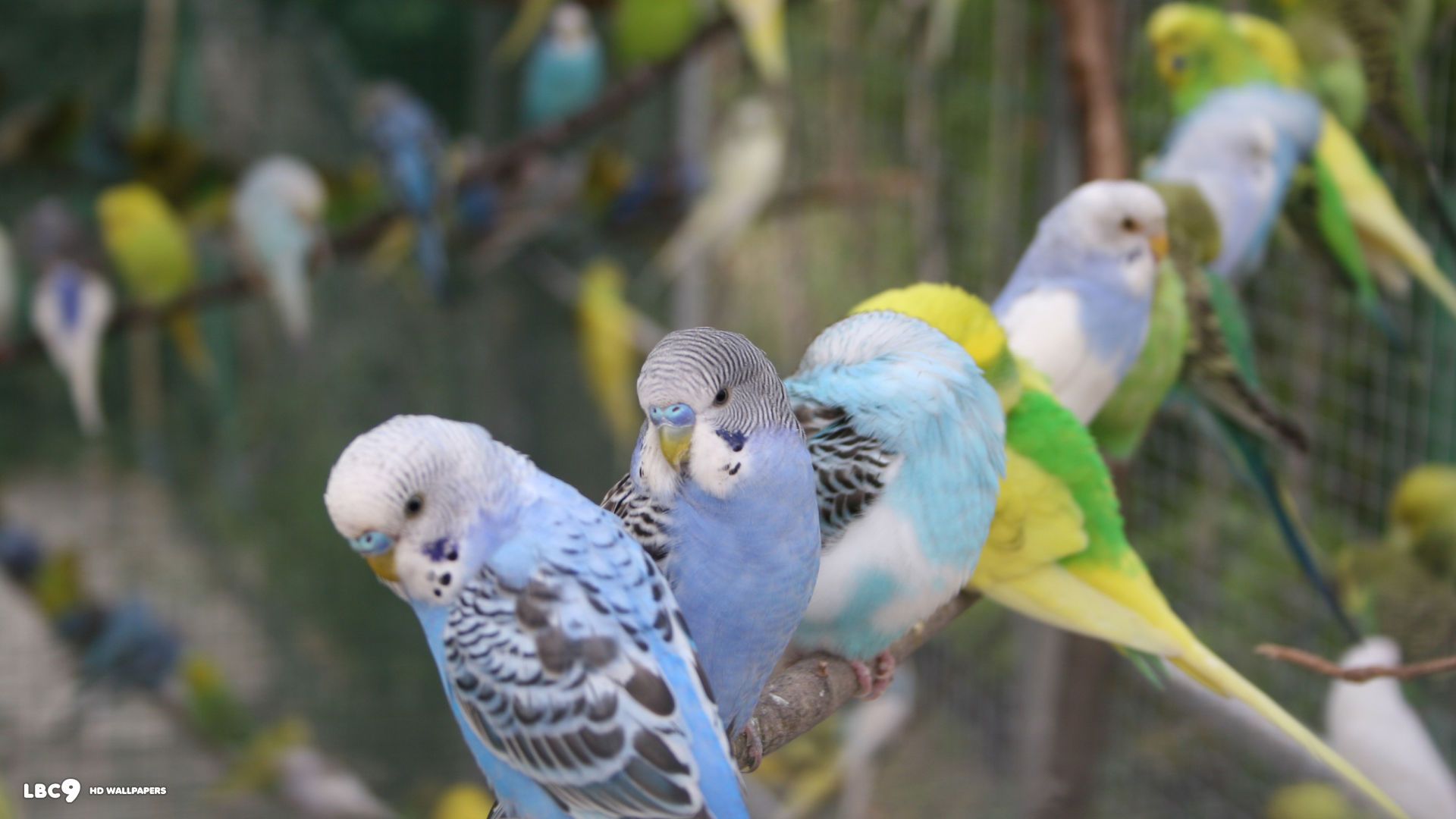 Parakeet Wallpapers