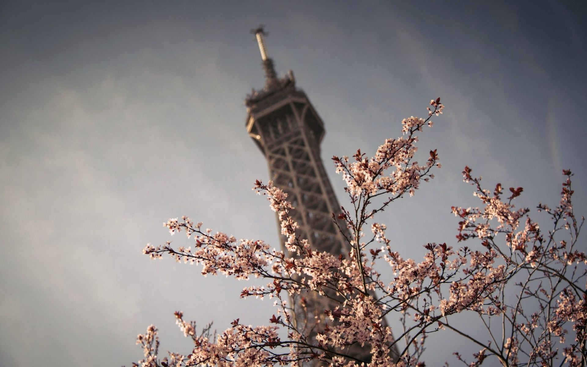 Paris Spring Wallpapers