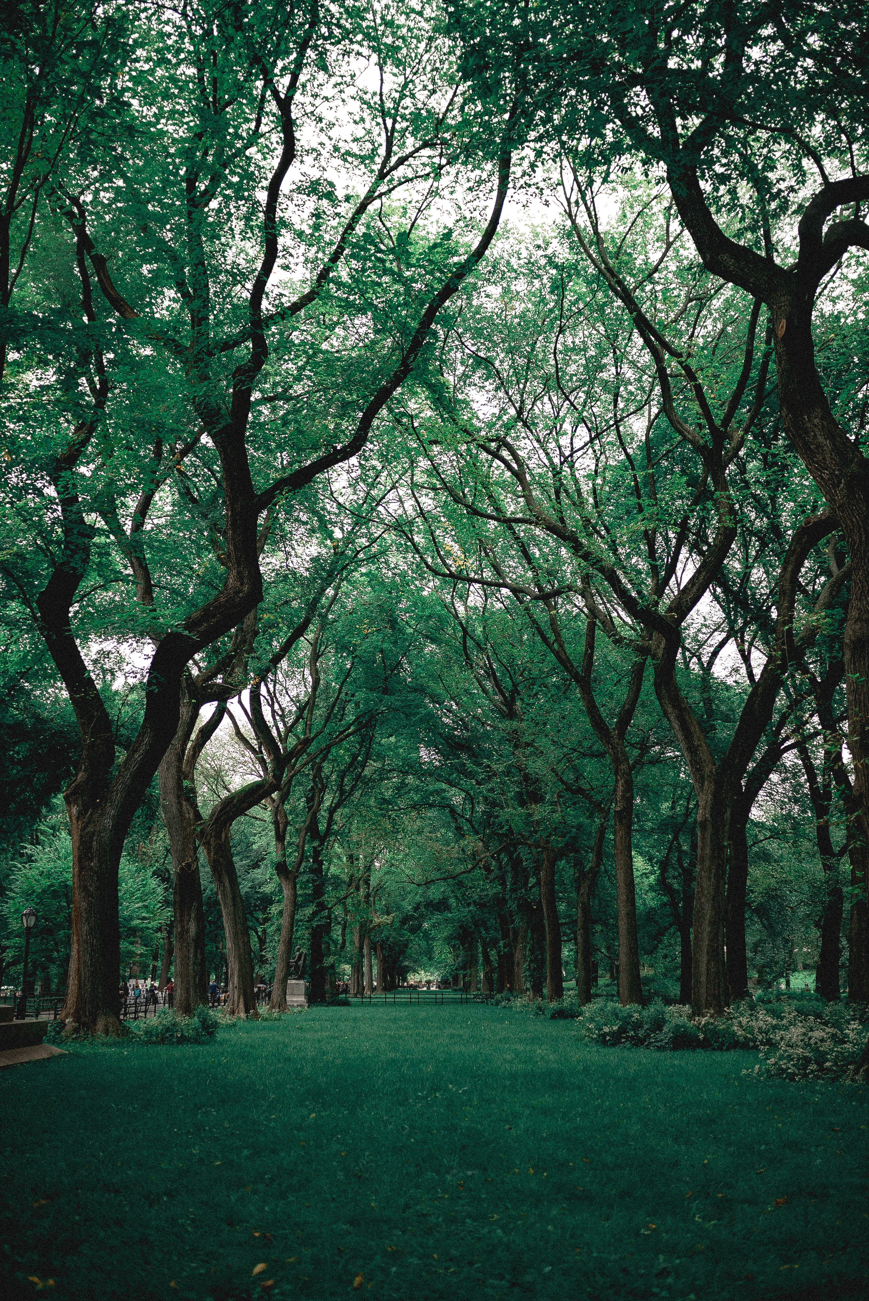 Park Background