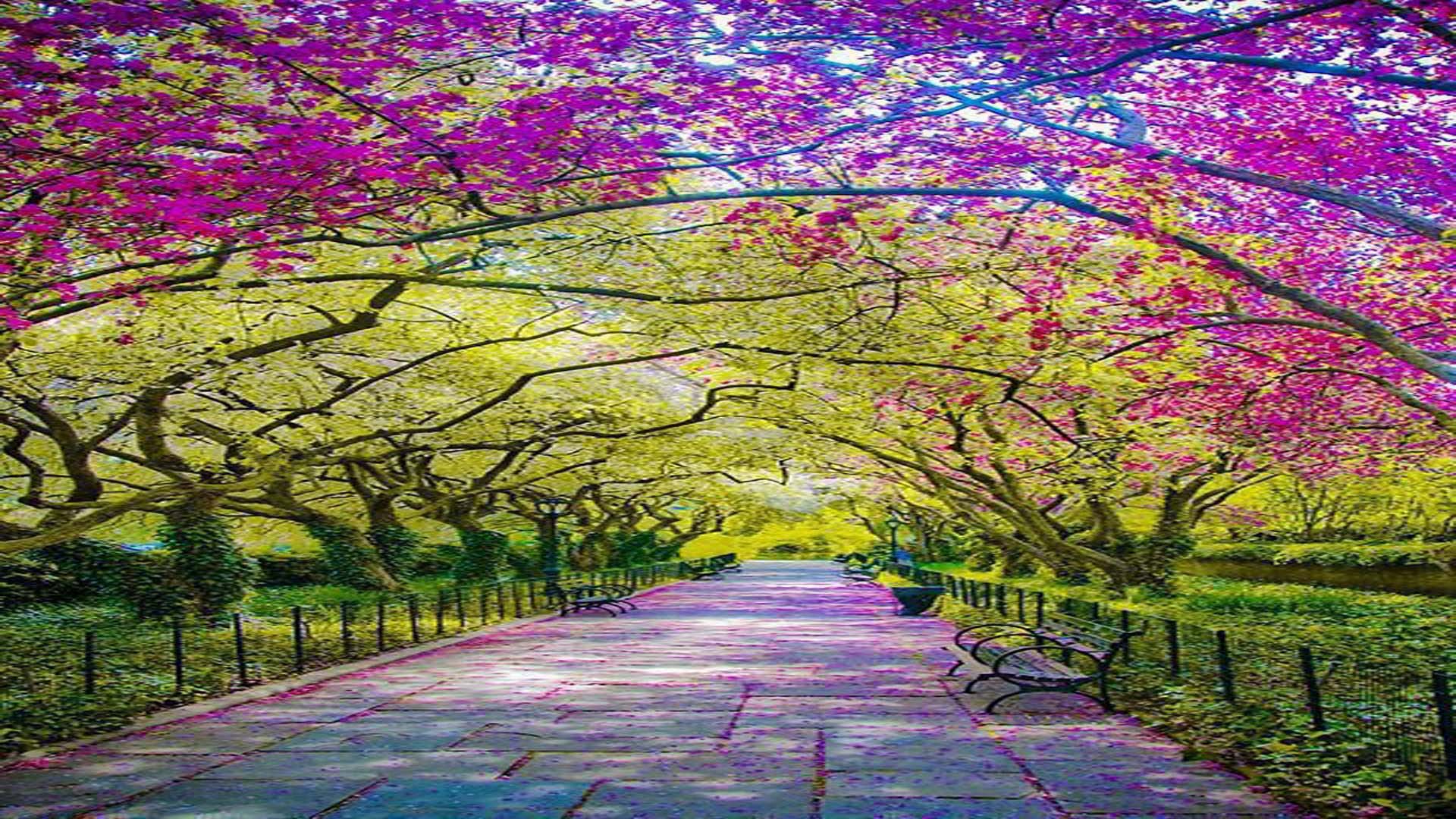 Park In Spring Wallpapers