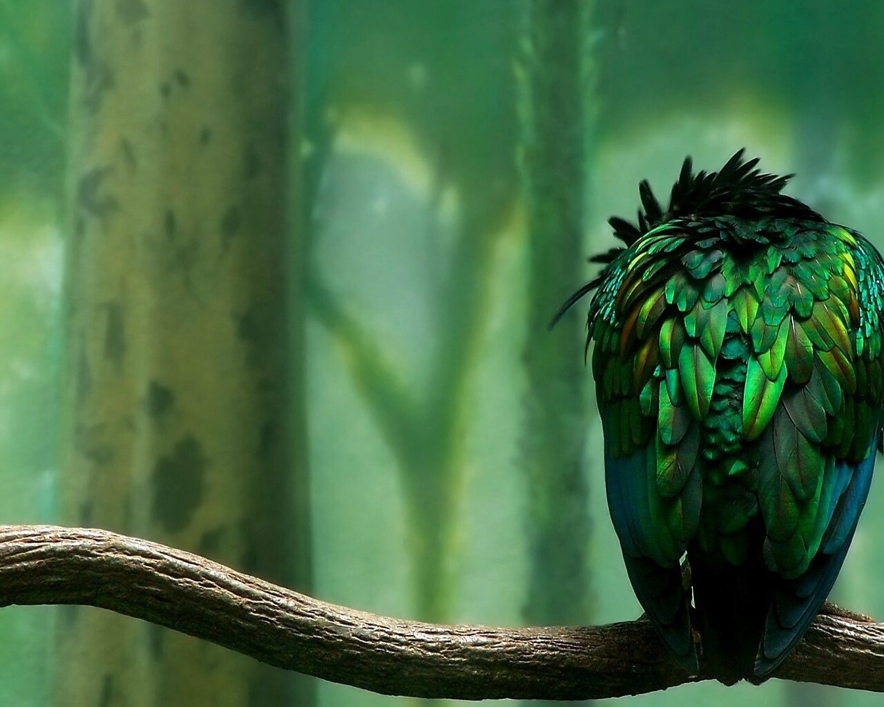 Parrot Artist Wallpapers