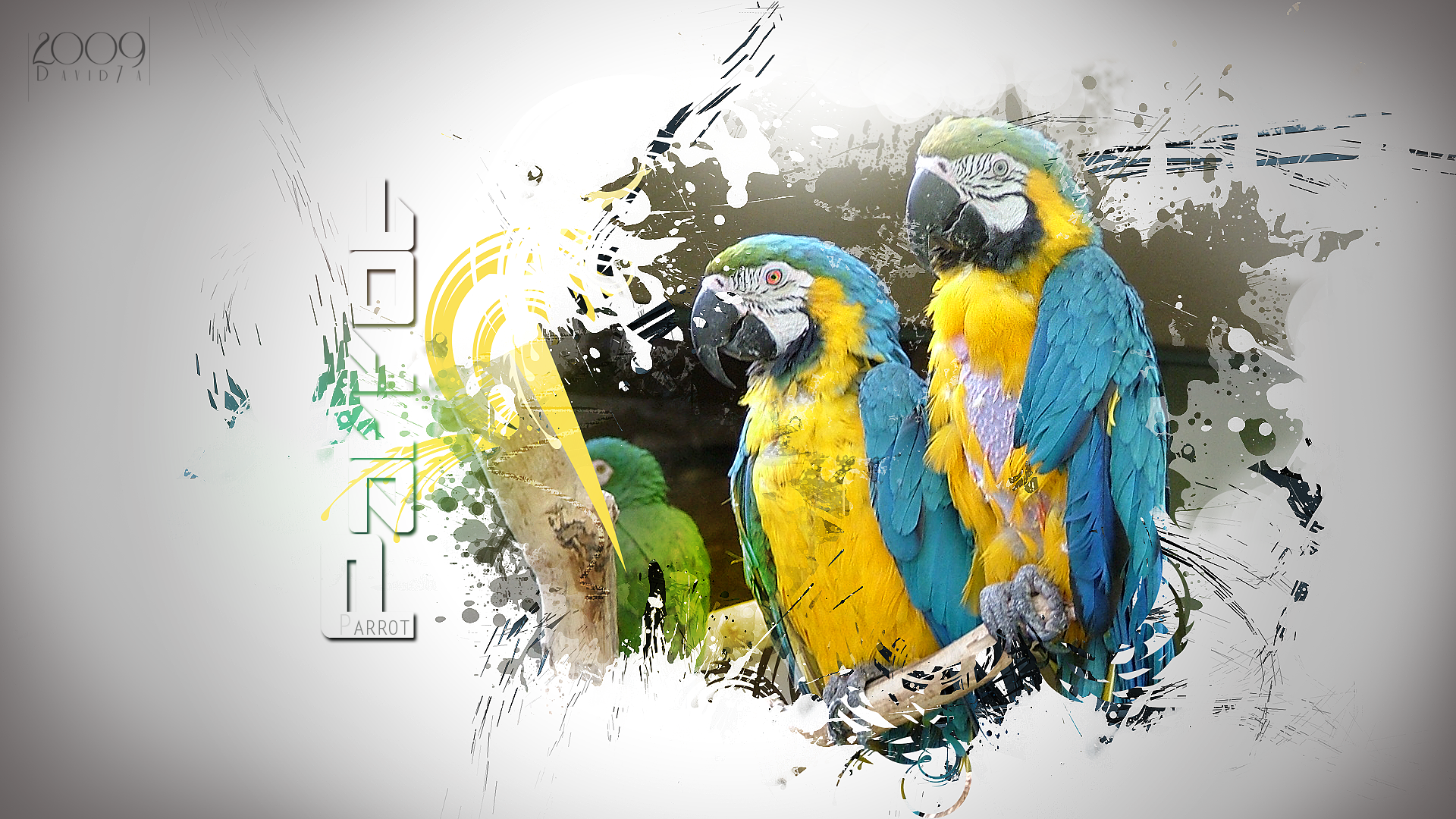 Parrot Artist Wallpapers