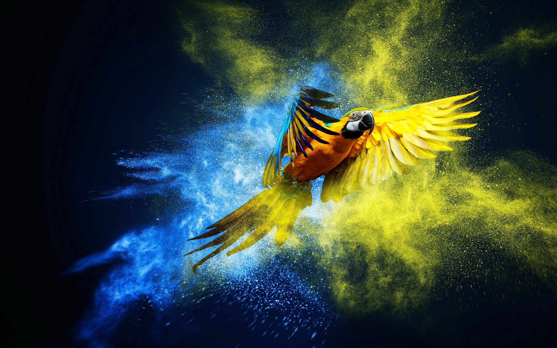 Parrot Artist Wallpapers