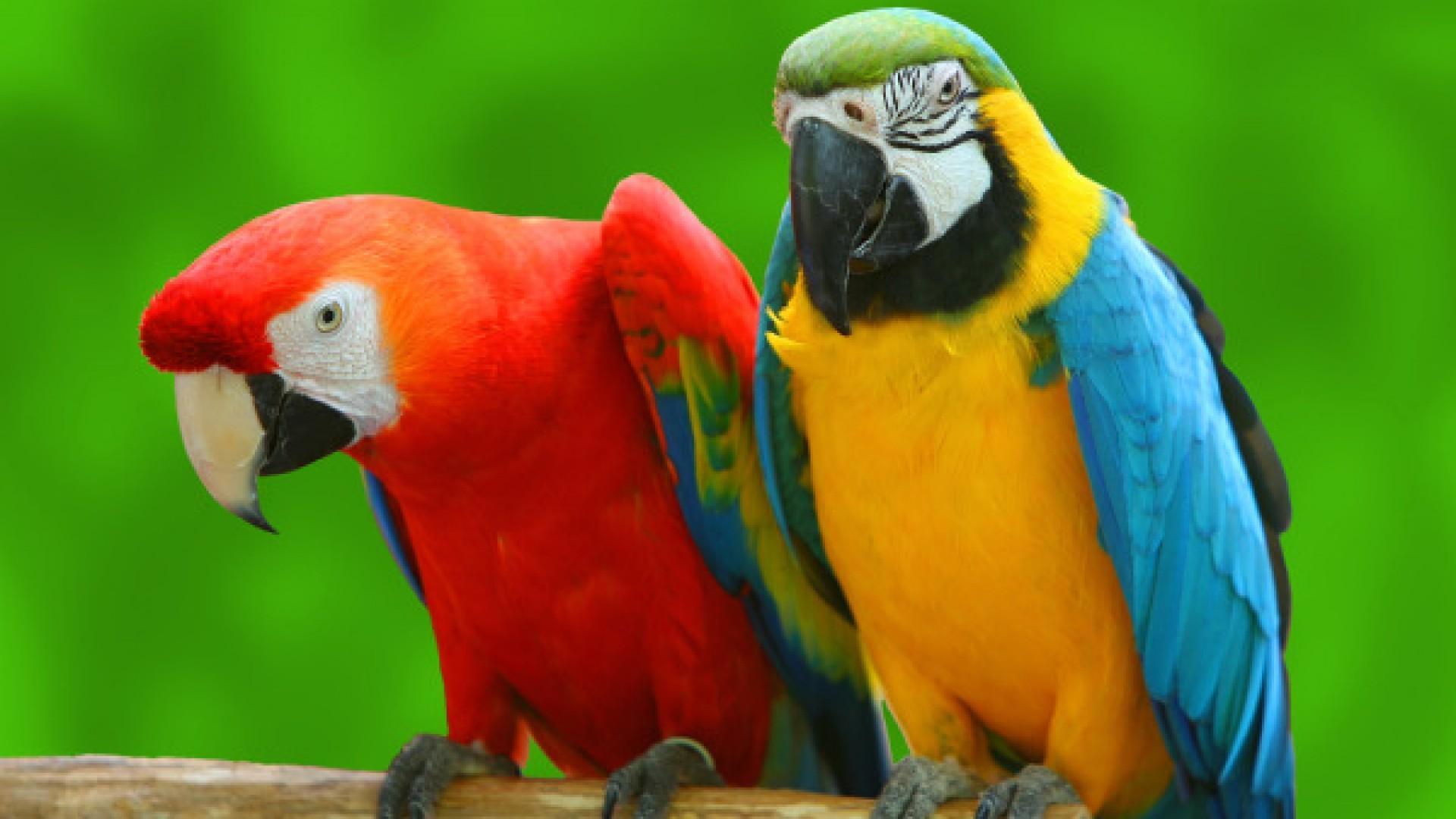 Parrot Bird Pictures Wallpapers