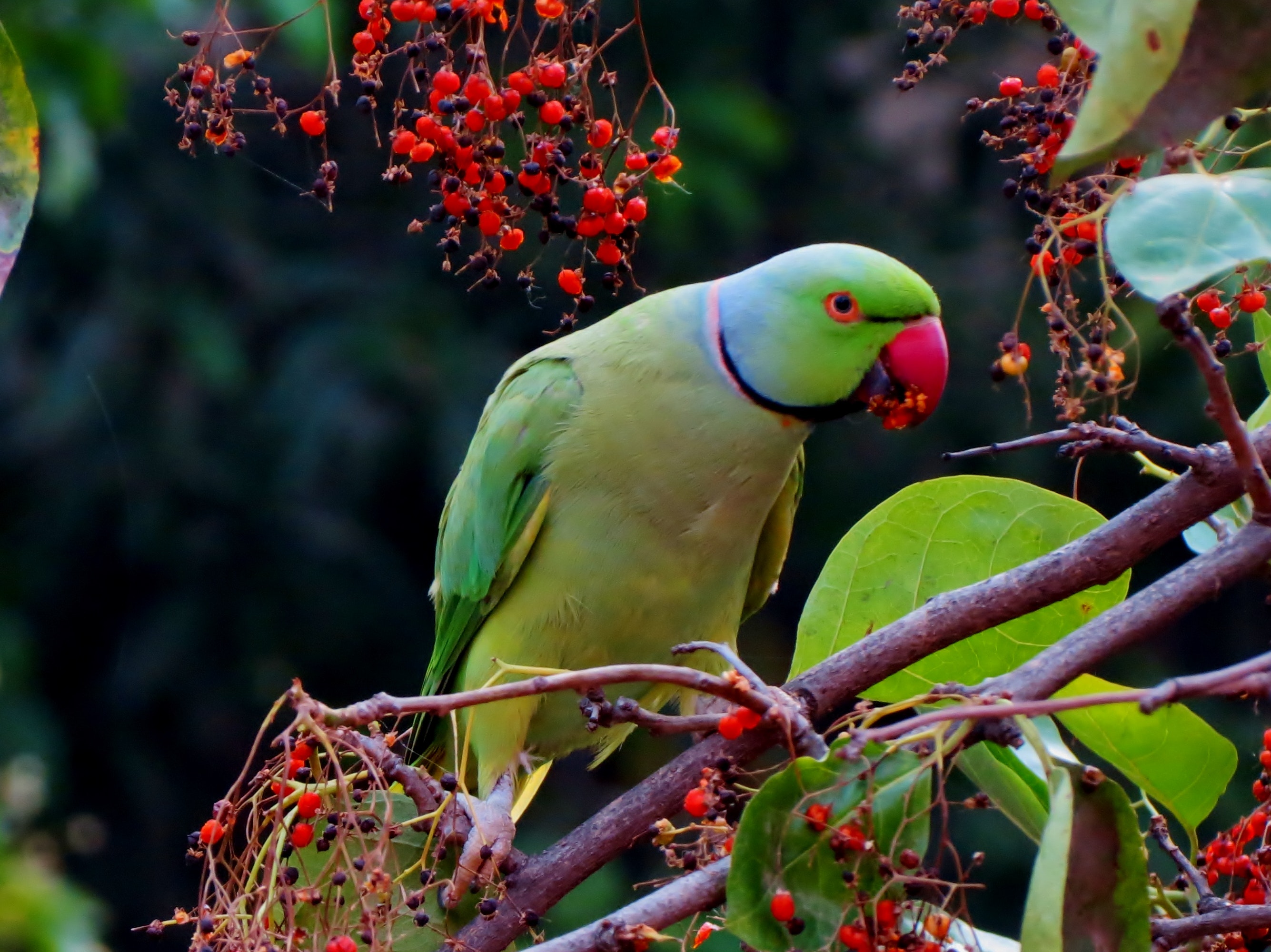 Parrot Bird Pictures Wallpapers