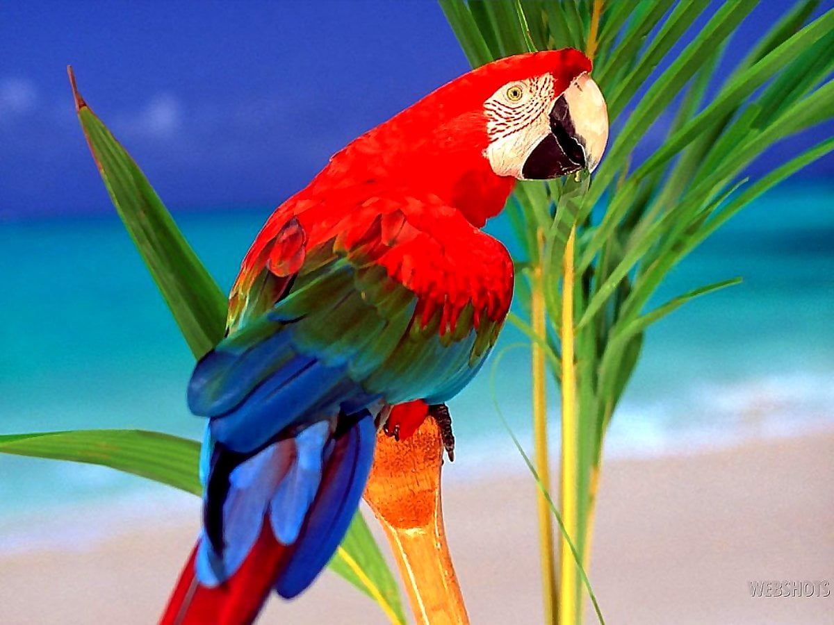 Parrot Bird Pictures Wallpapers