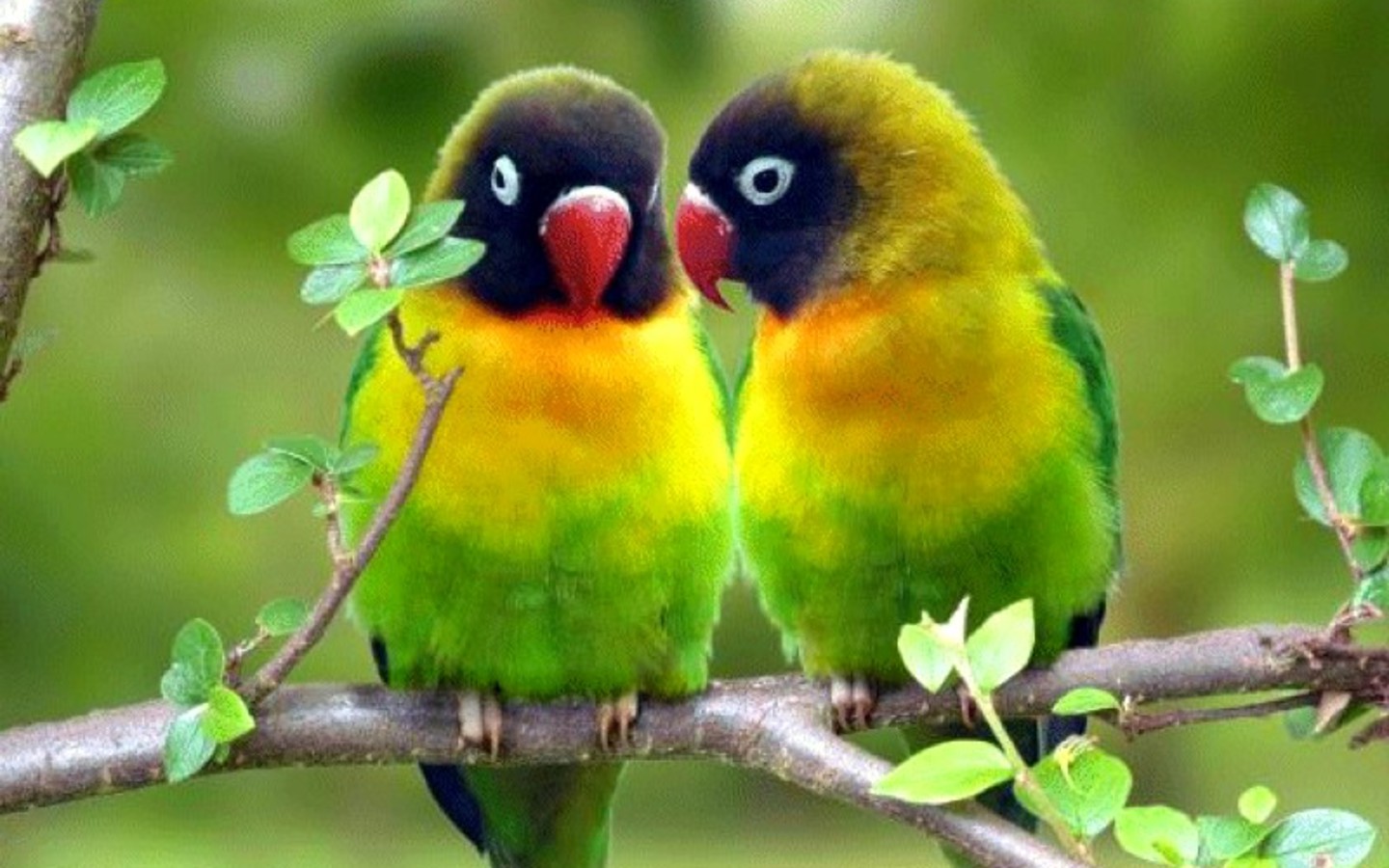 Parrot Bird Pictures Wallpapers