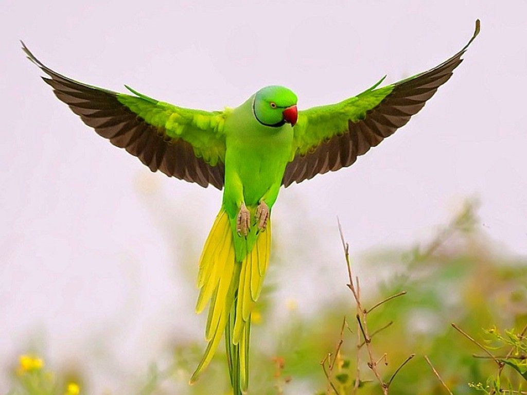 Parrot Bird Pictures Wallpapers