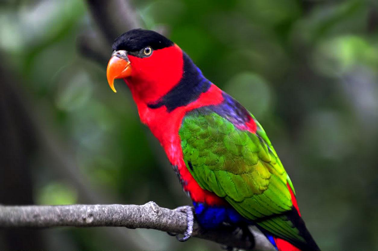 Parrot Bird Pictures Wallpapers