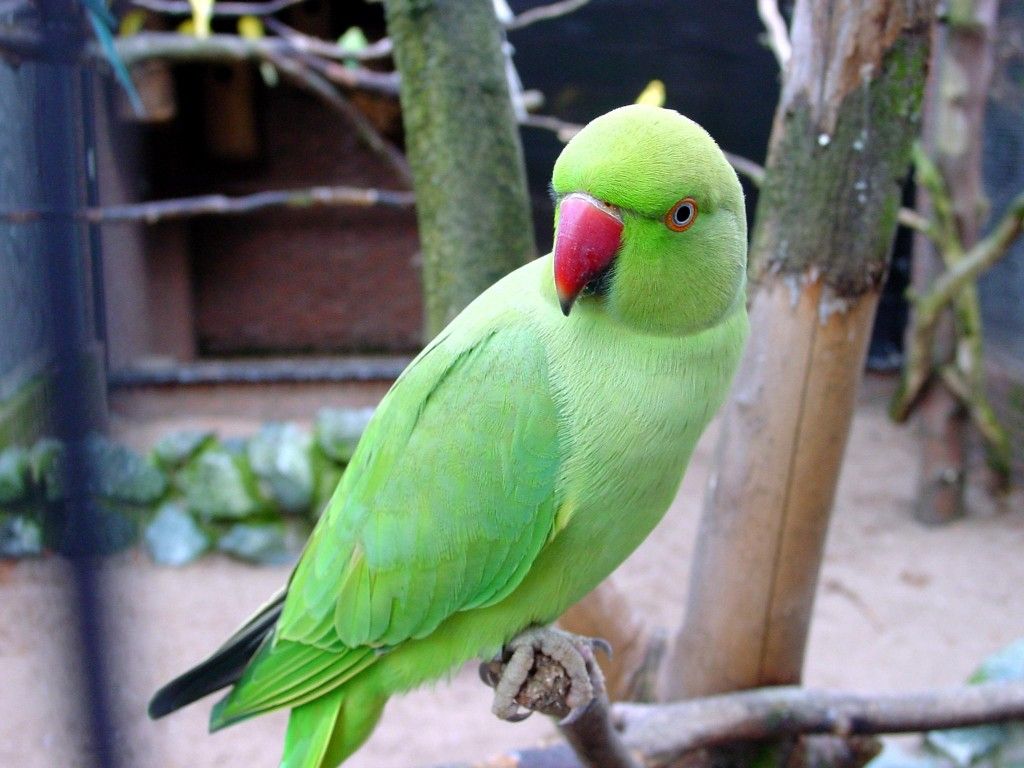 Parrot Bird Pictures Wallpapers