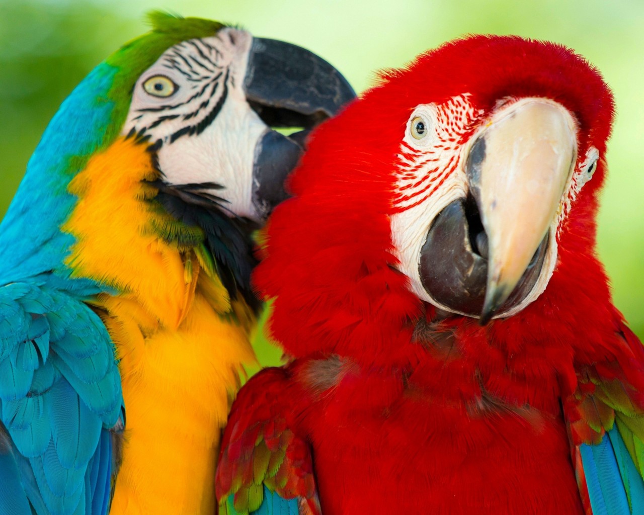 Parrot Bird Pictures Wallpapers