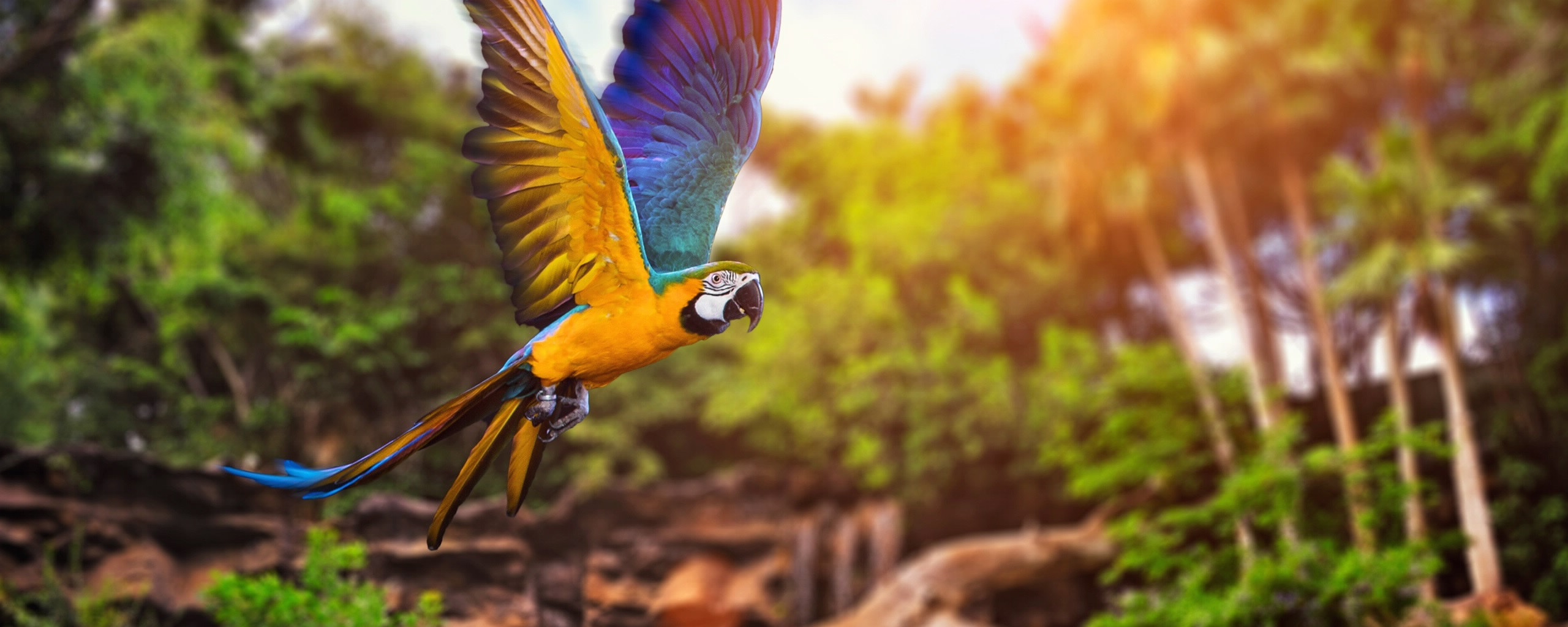 Parrot Bird Pictures Wallpapers