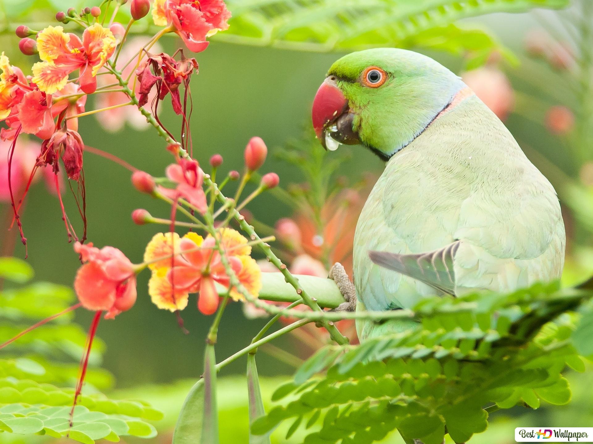 Parrot Bird Pictures Wallpapers