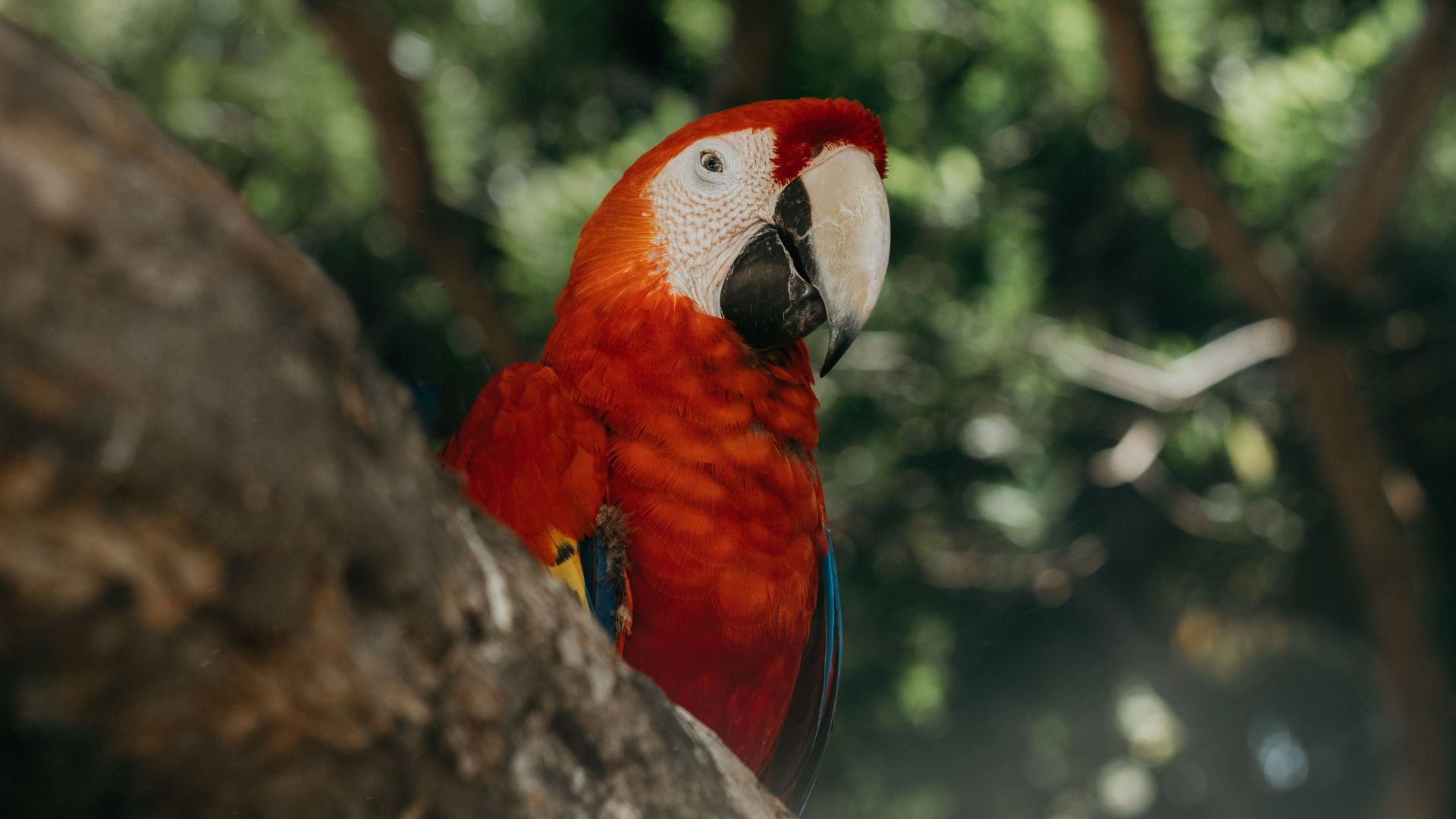 Parrot Bird Pictures Wallpapers