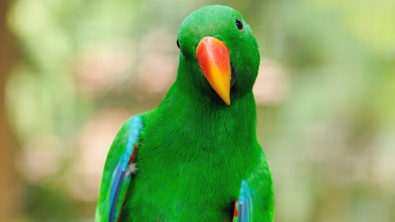 Parrot Bird Pictures Wallpapers