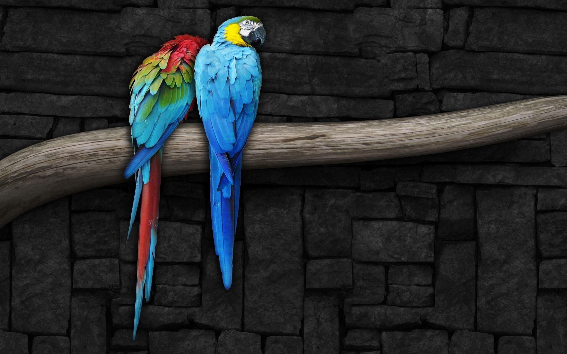 Parrot Bird Pictures Wallpapers