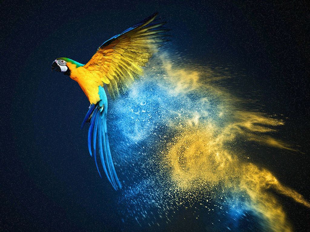 Parrot Os Wallpapers