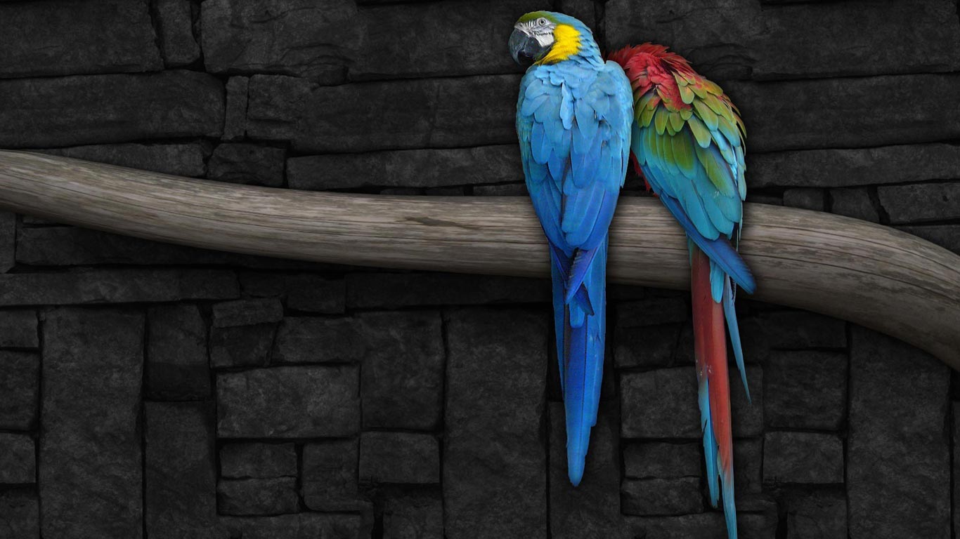 Parrot Os Wallpapers