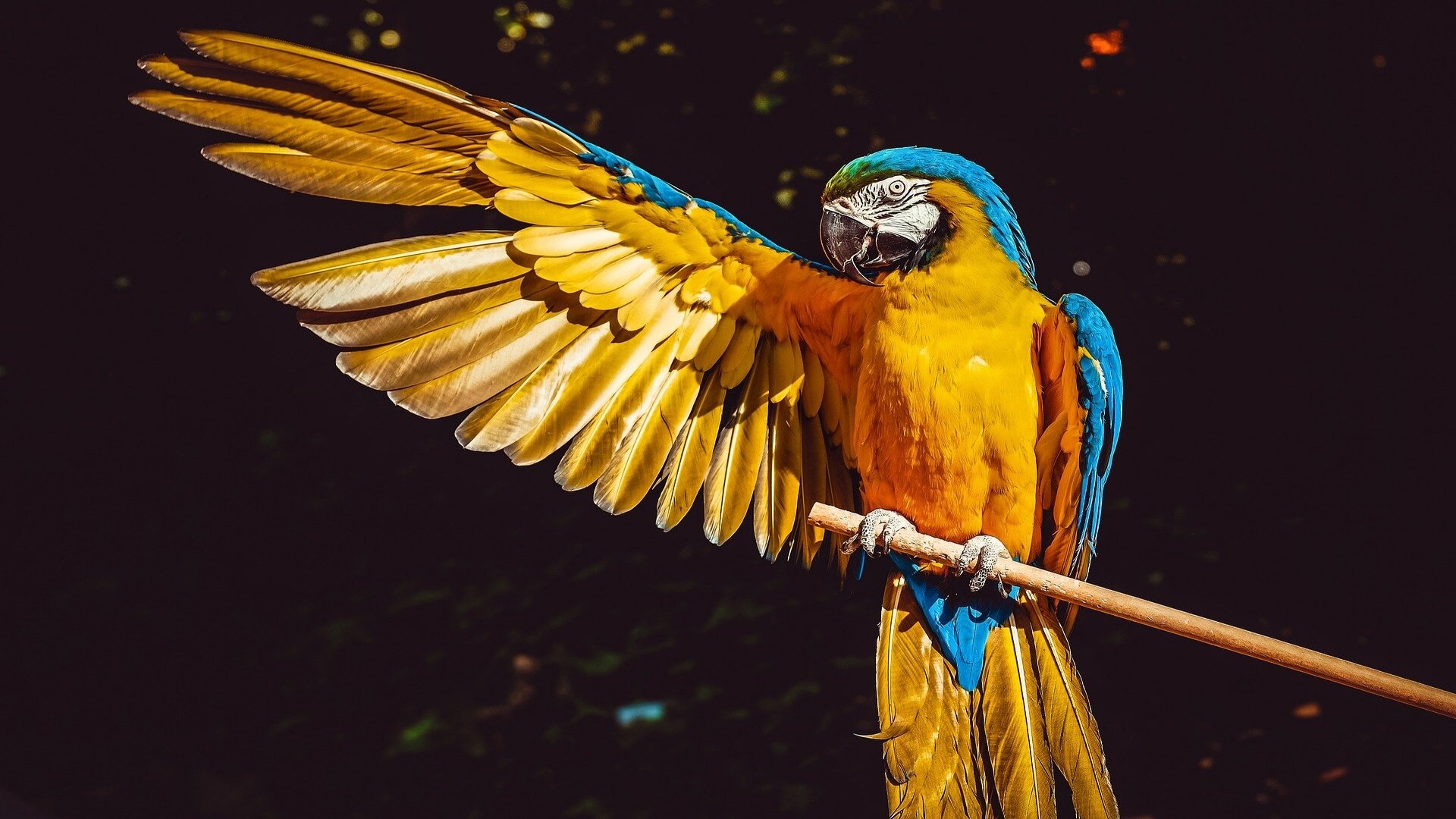 Parrot Os Wallpapers