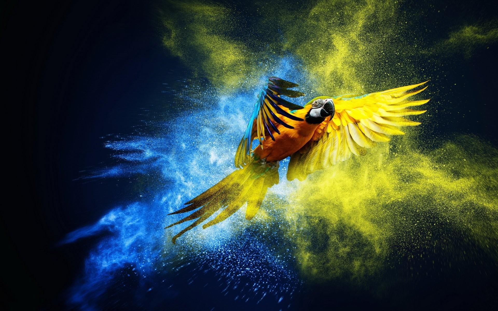 Parrot Os Wallpapers